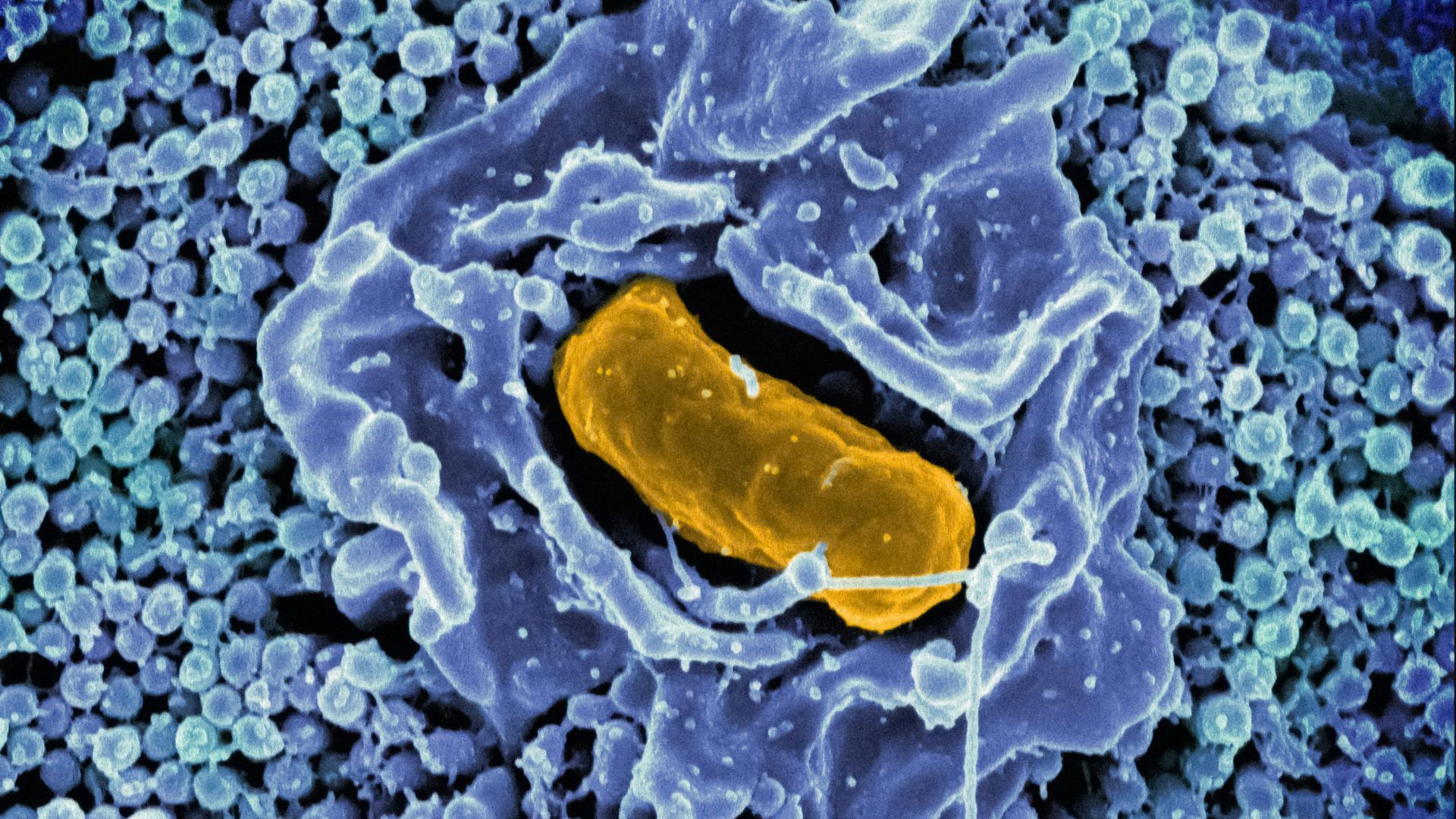 a cell with two yellow cells inside of it