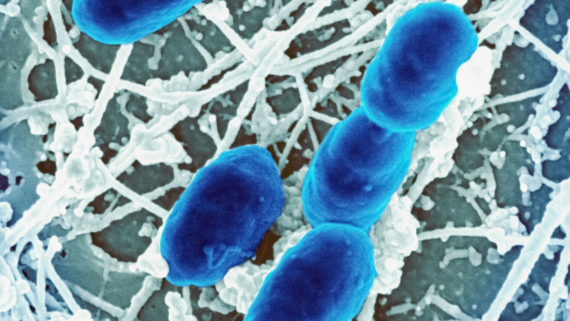 a blue substance in the center of a white substance