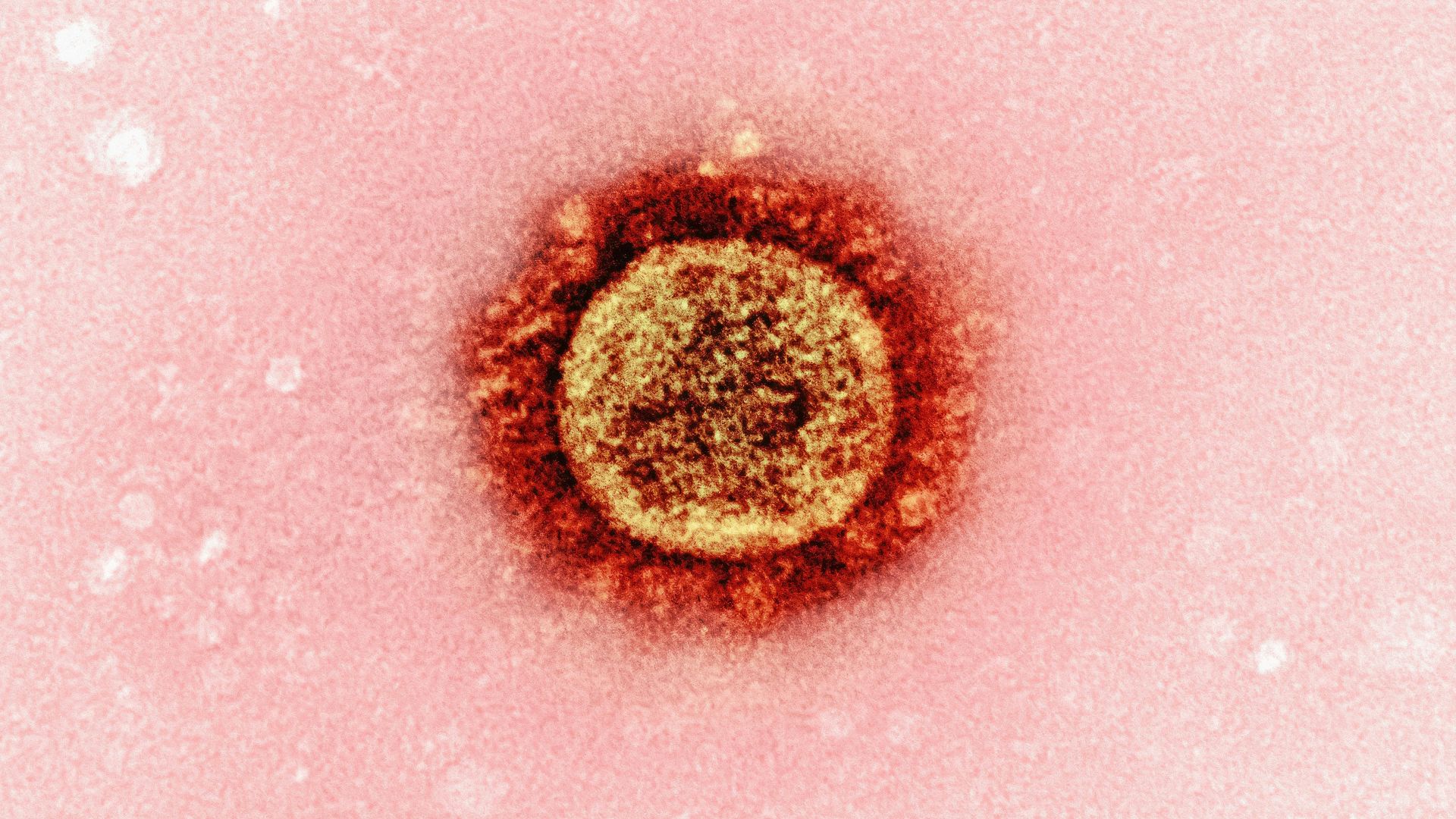 a close up of a red substance on a pink background