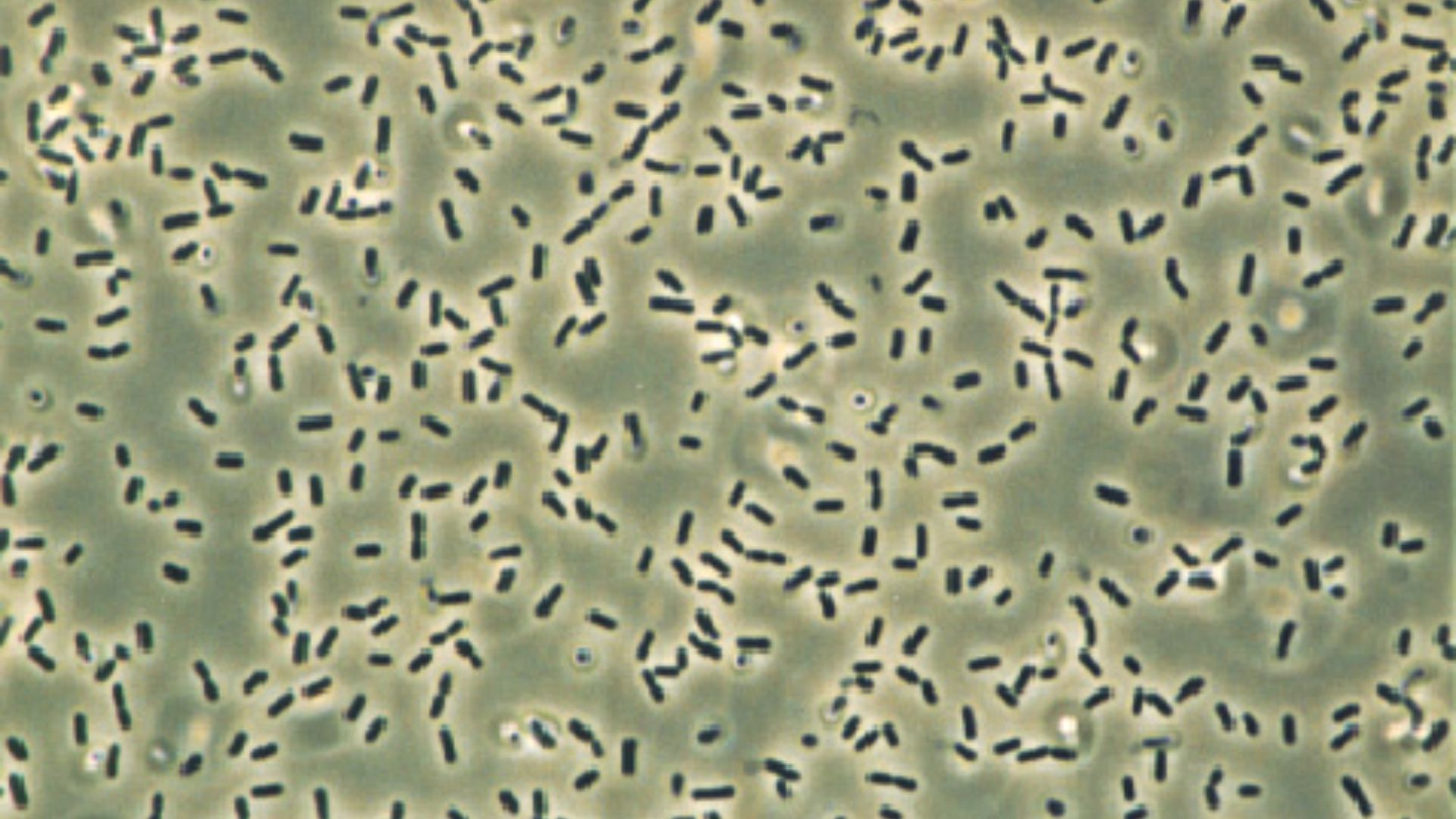 File:Bacillus subtilis (2).jpg