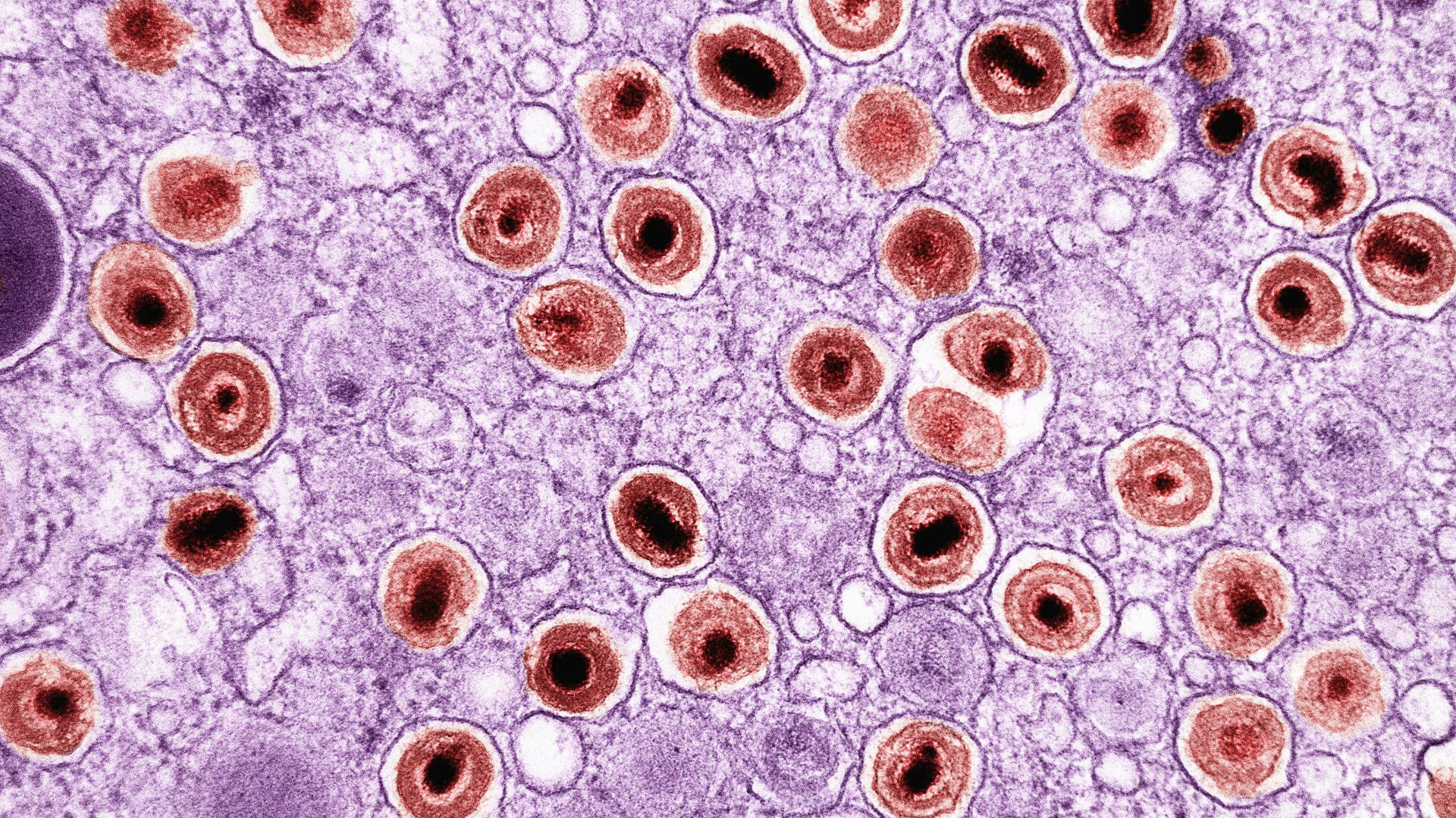 an image of a cell with blood cells in it