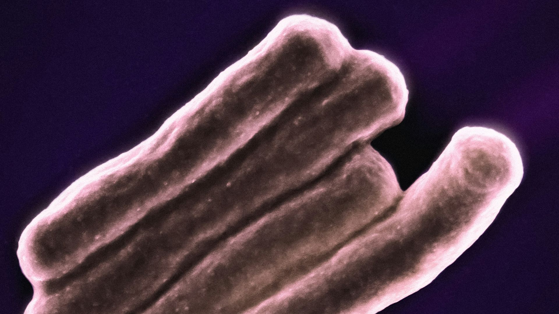 a scanning image of a human cell