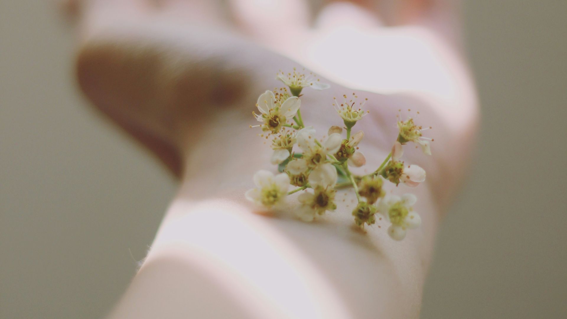 selective focus photography of white clustered flowers on left human hand