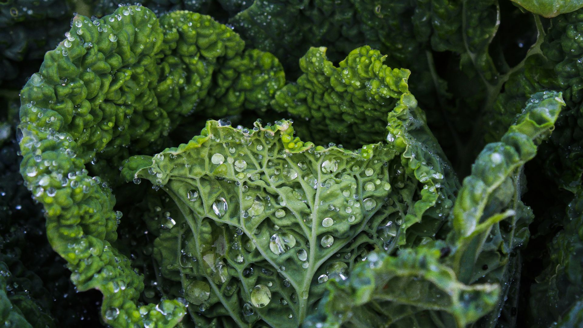 green leaf plant in close up photography
