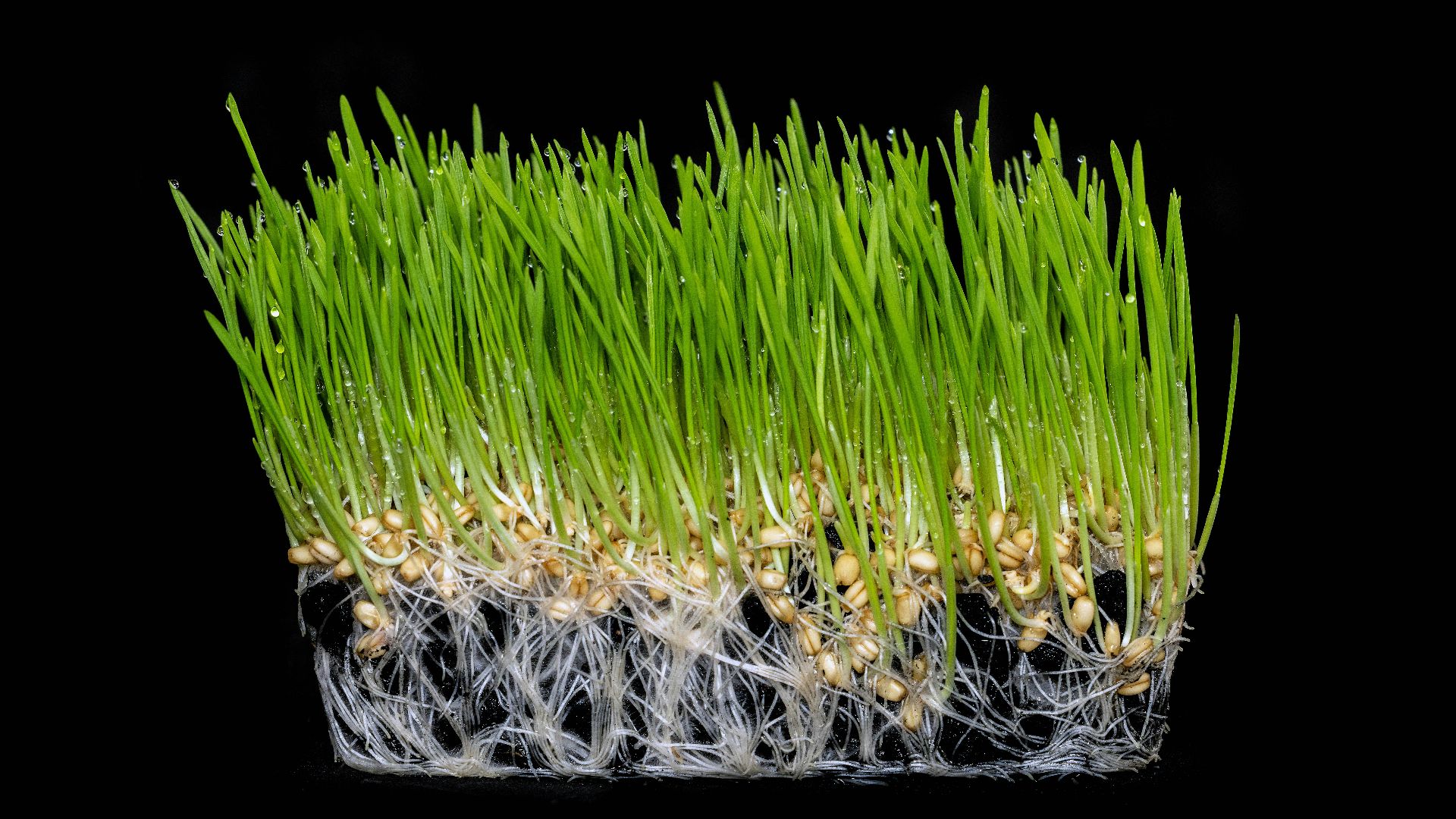 Fresh green wheatgrass with visible roots on black background