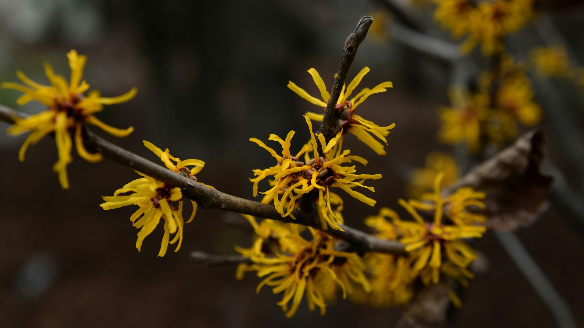 yellow and brown leaves in tilt shift lens