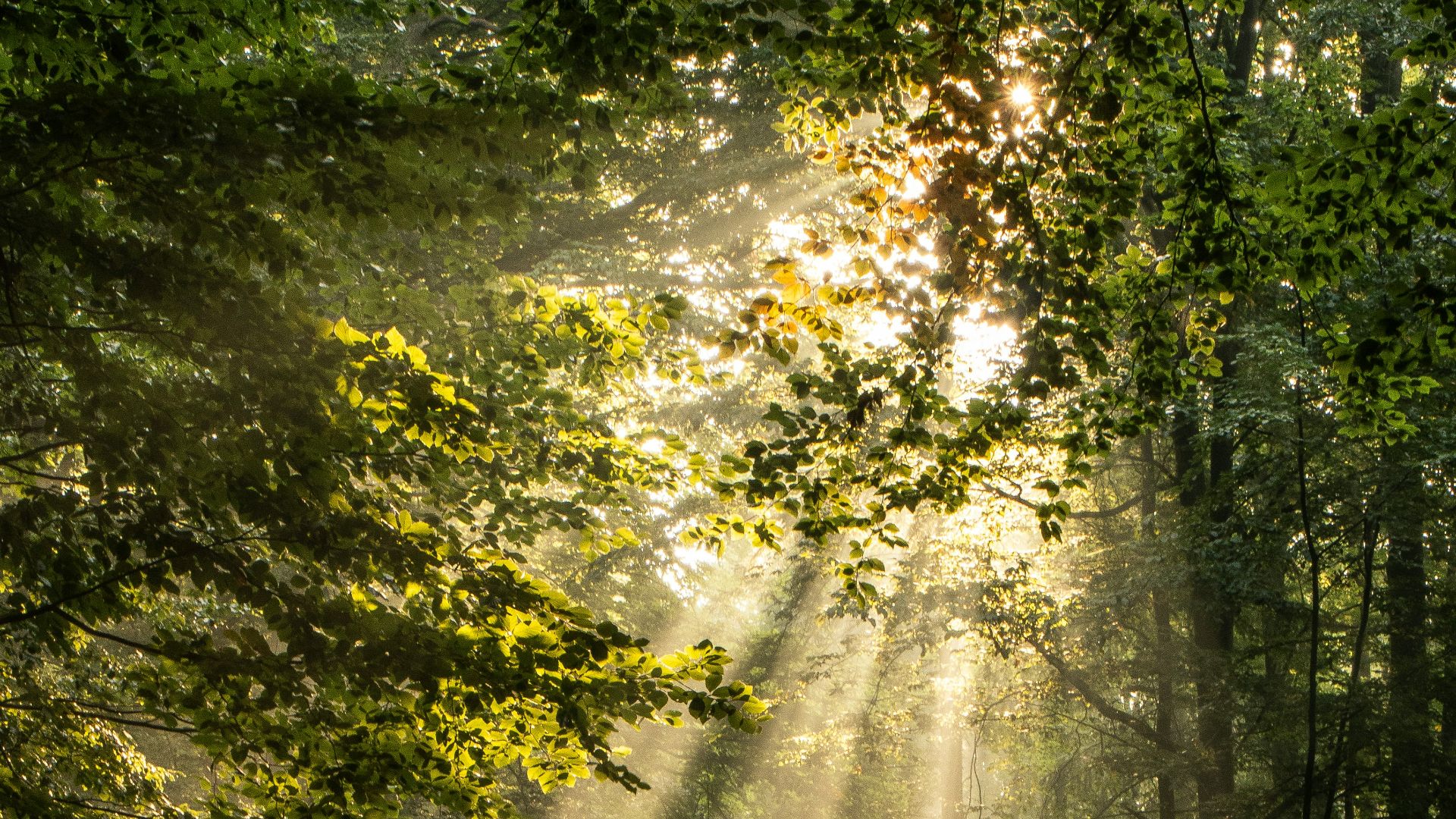 green trees on forest during daytime