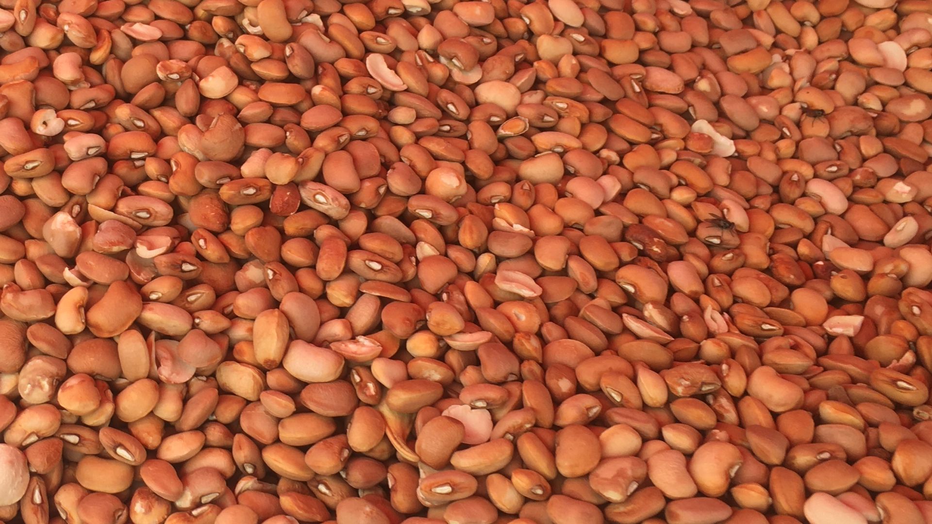 File:Beans in the market.jpg