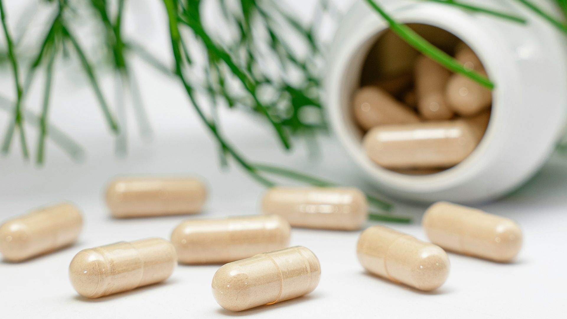 a group of nuts and a plant