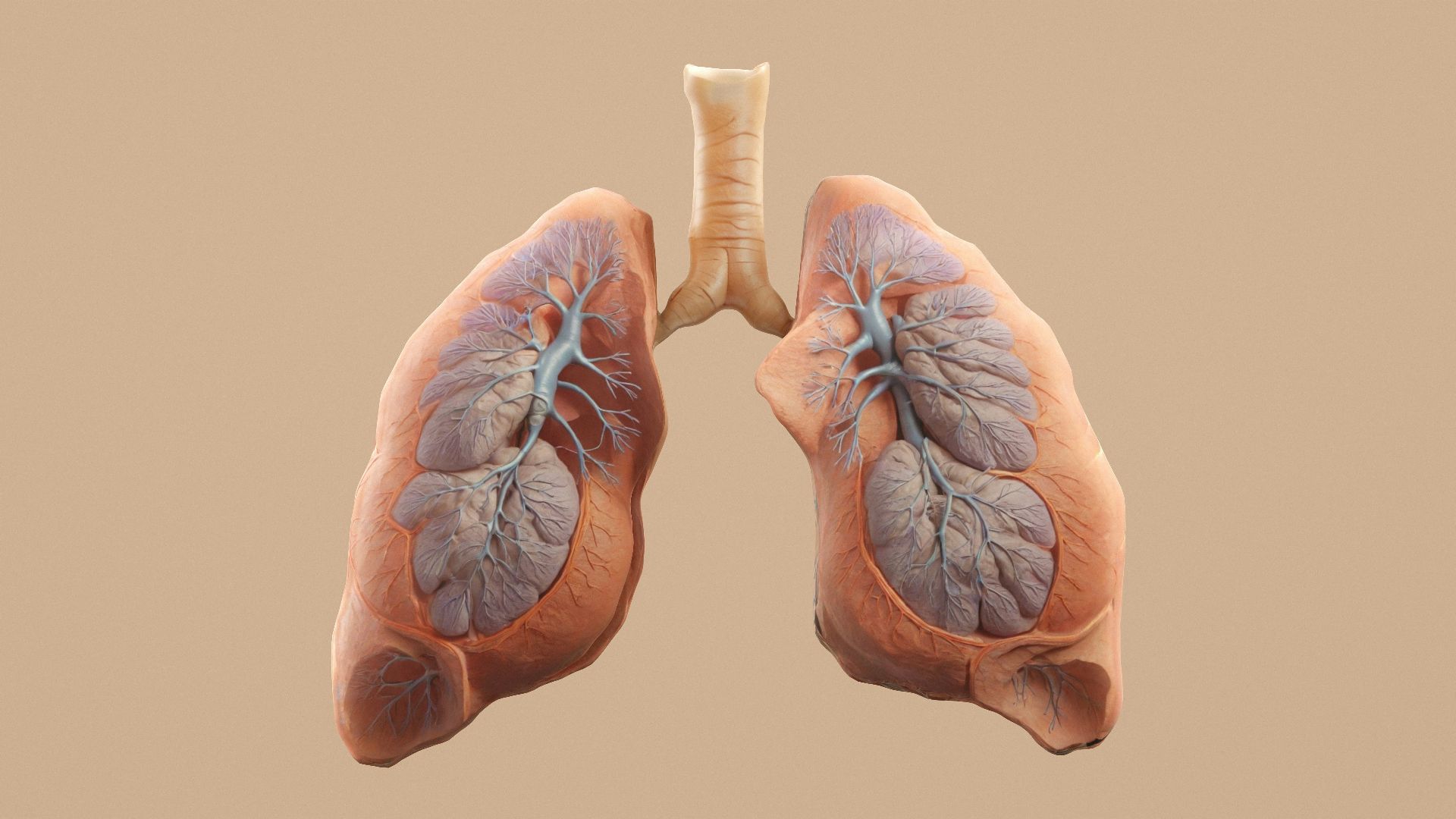 Here's a caption for the image: human lungs with trachea shown.