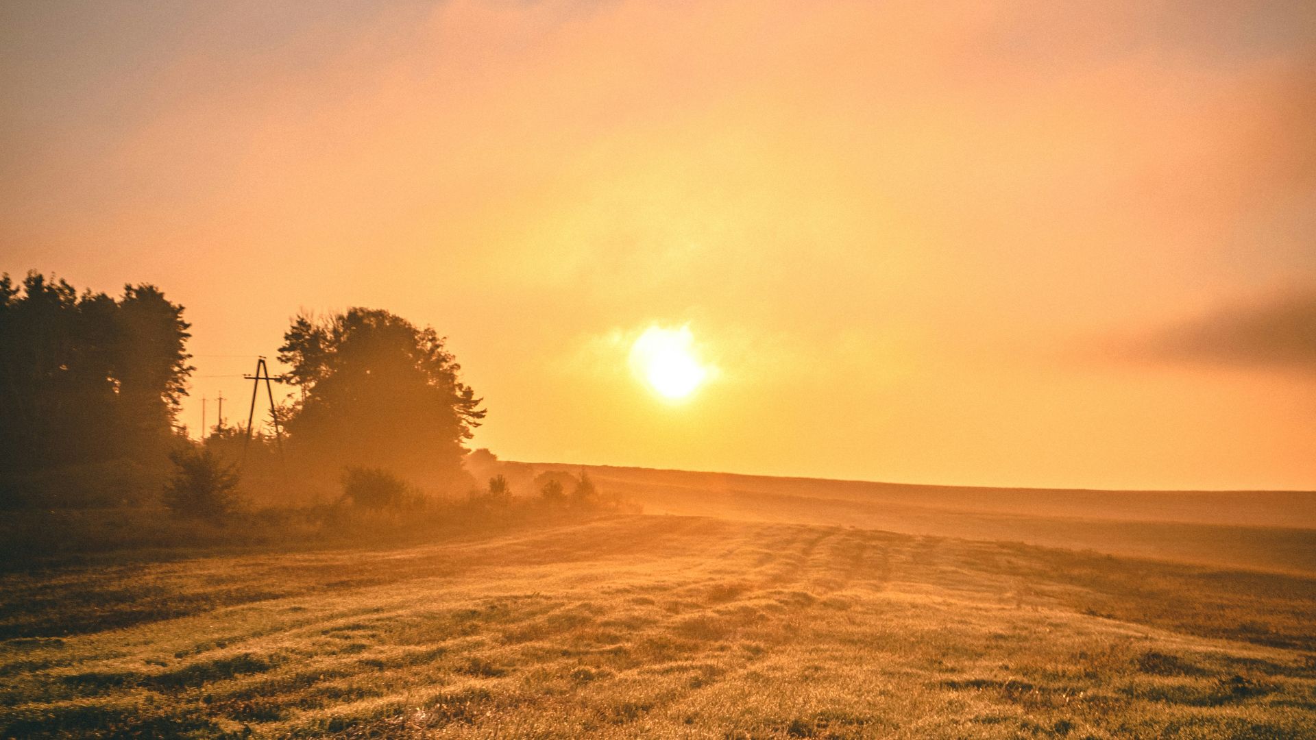 silhouette of trees during sunset