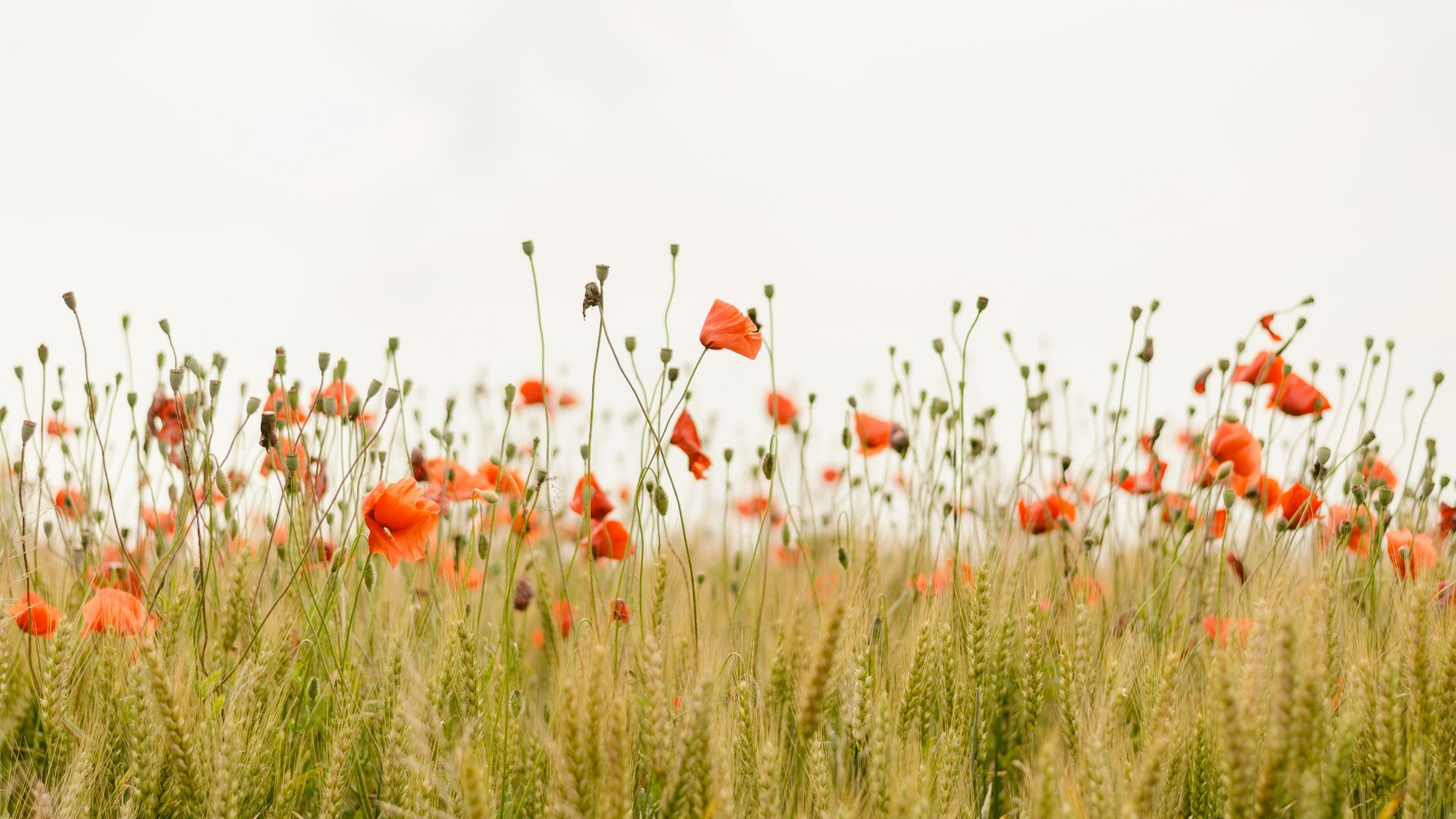 orange flowers