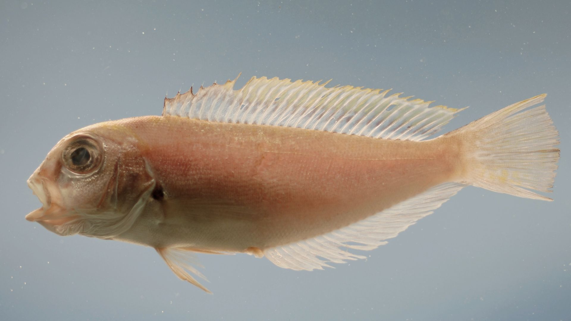 File:Caulolatilus intermedius.jpg