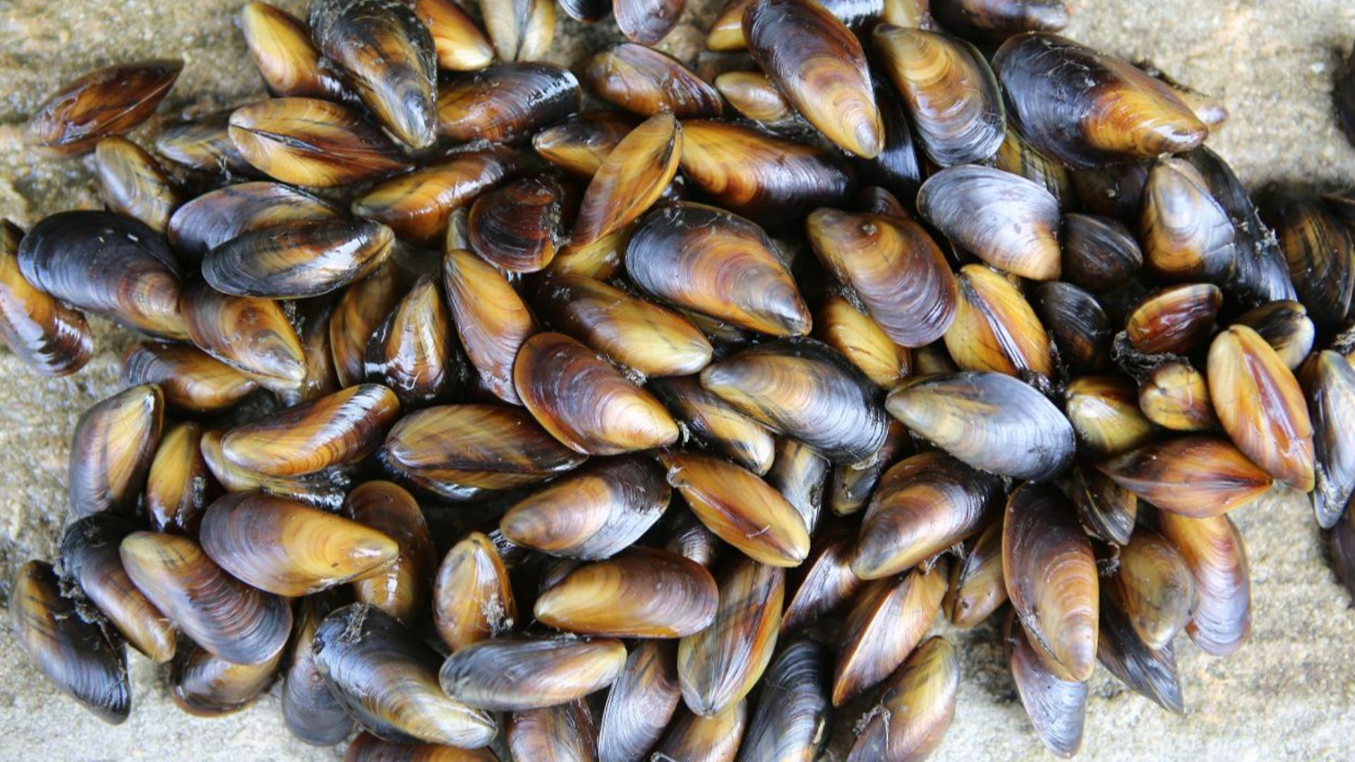 File:Blue mussel (Ifremer 00617-72906 - 28836).jpg