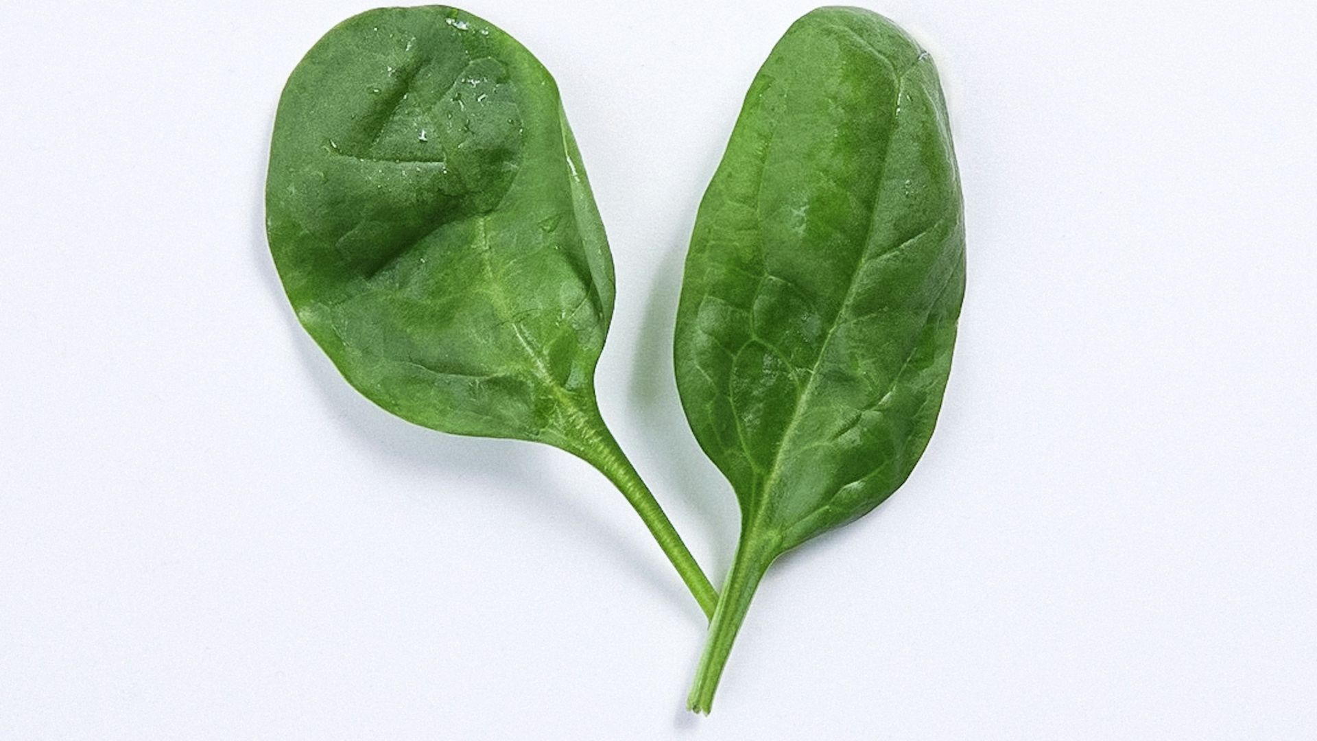 a green leaf with a white background