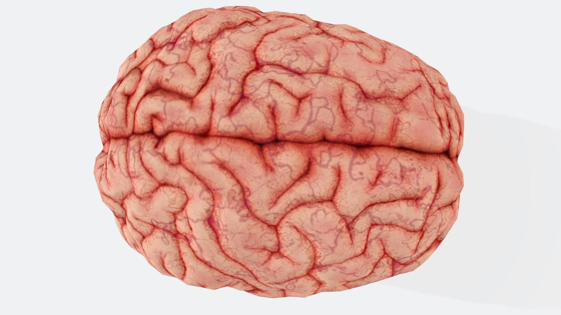 a close up of a human brain on a white background