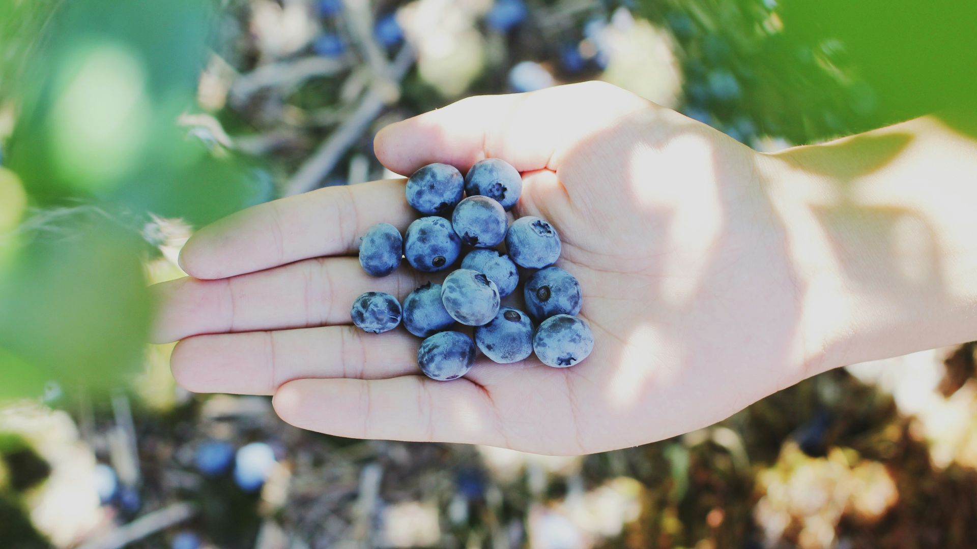 blueberries on person's palm