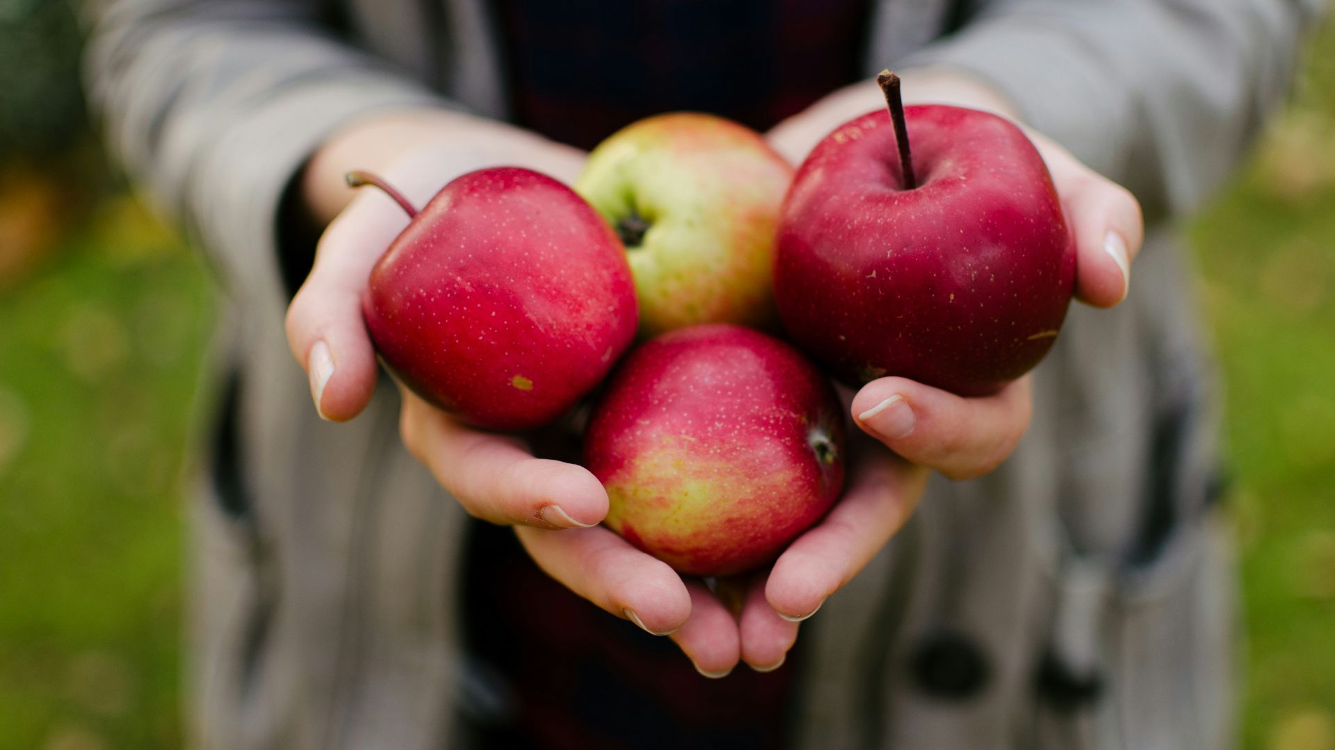 person holding four red apples