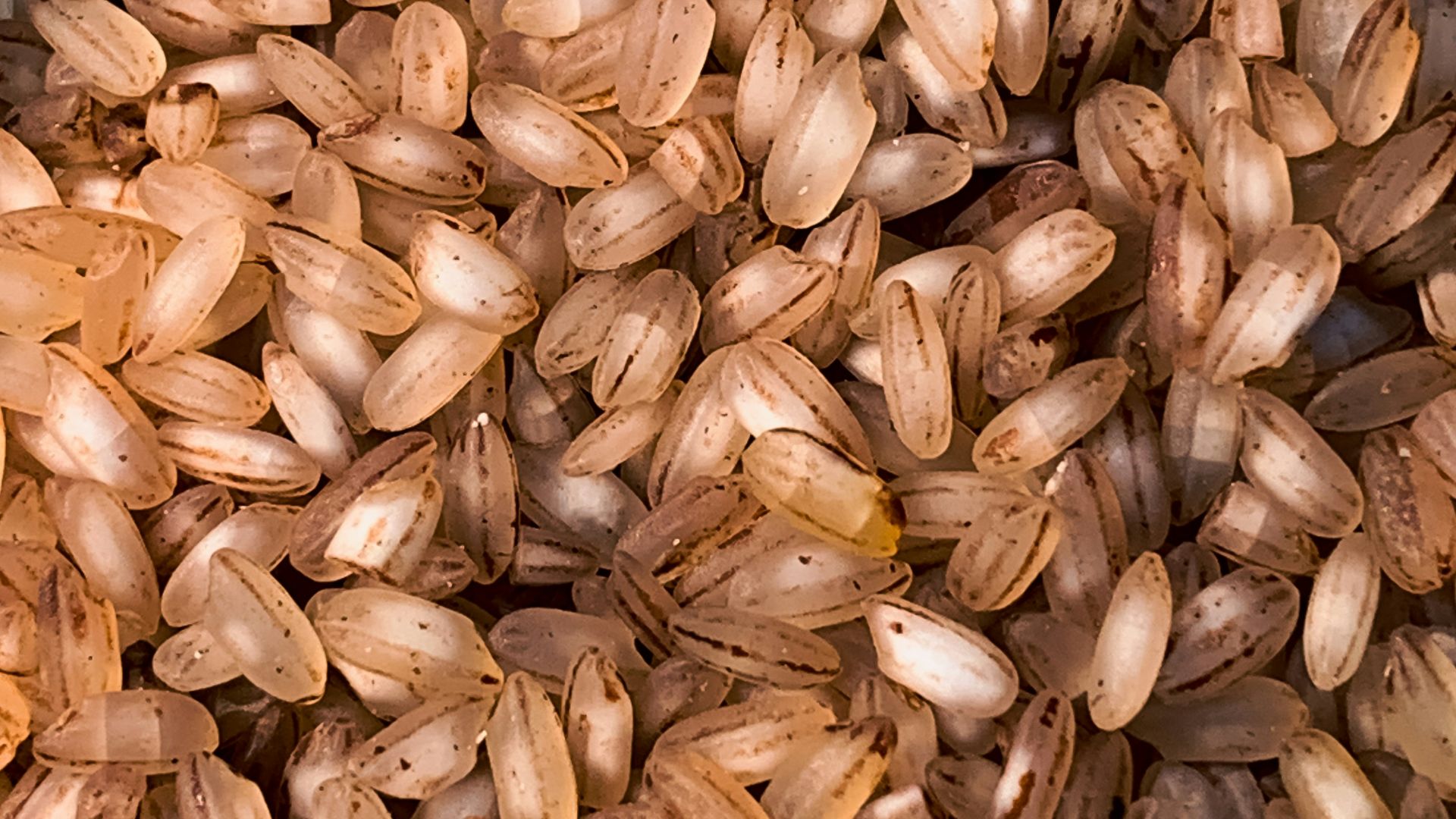 a close up of a pile of seeds
