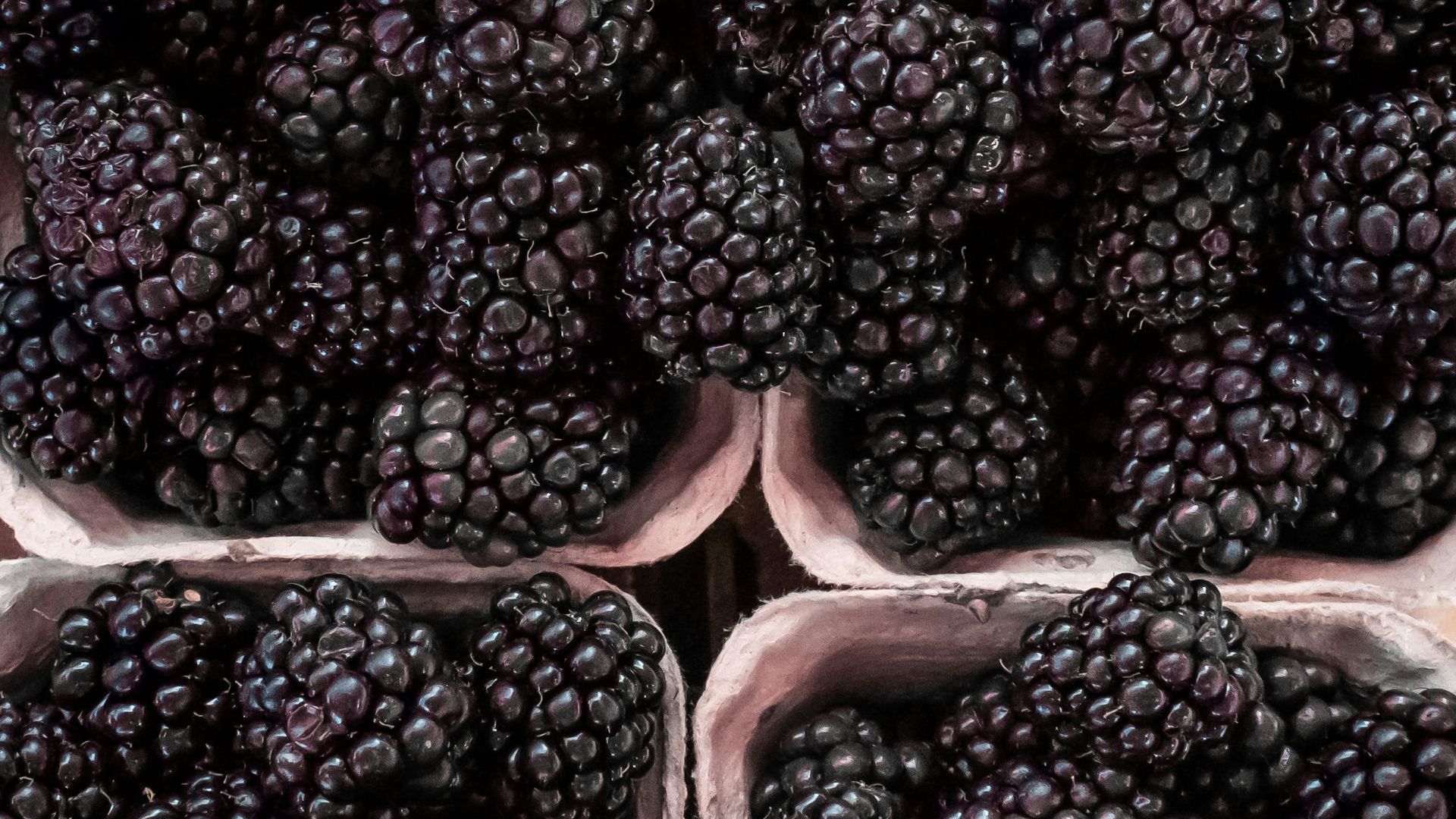 black berries