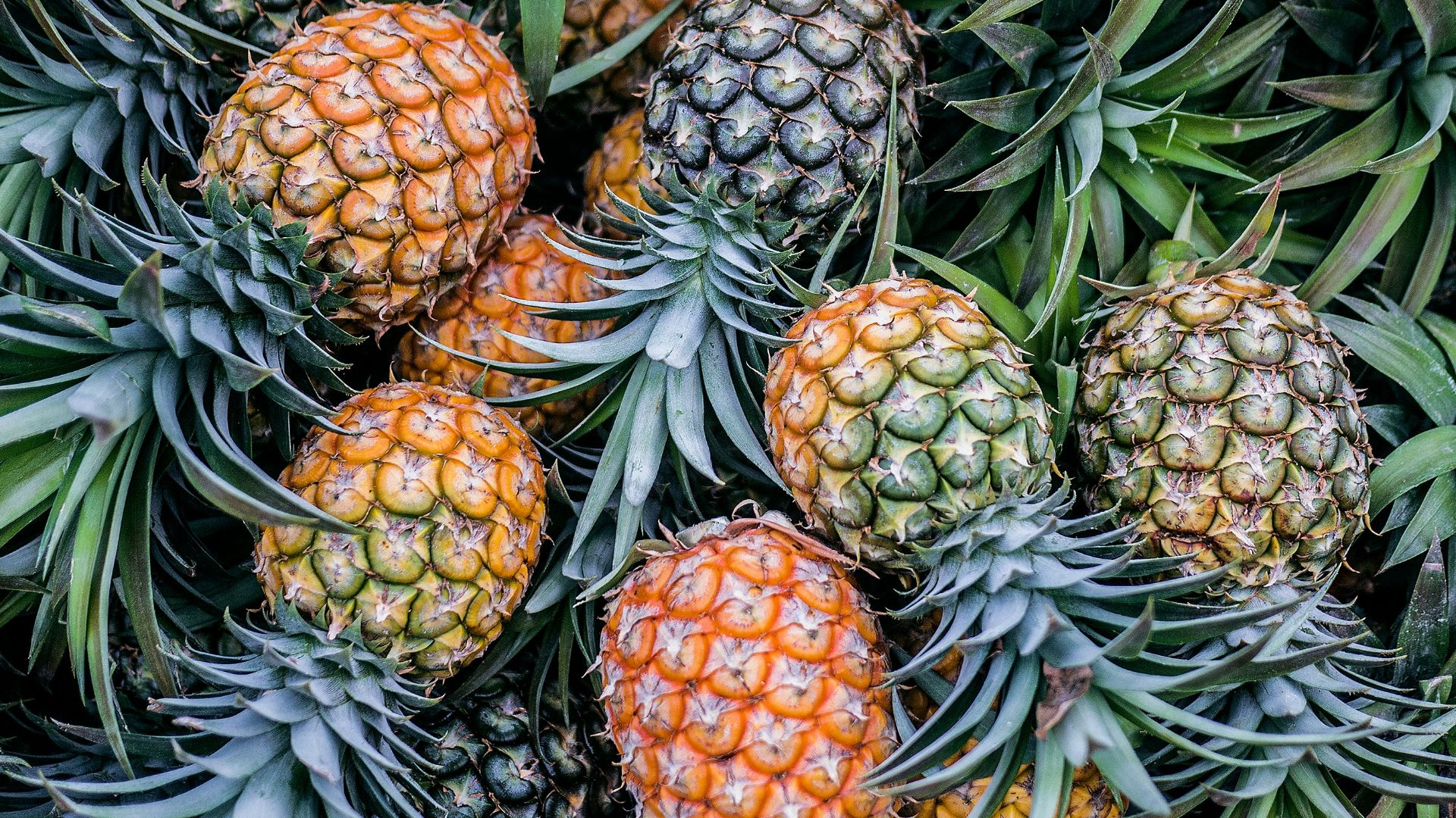 orange and green pineapple fruits