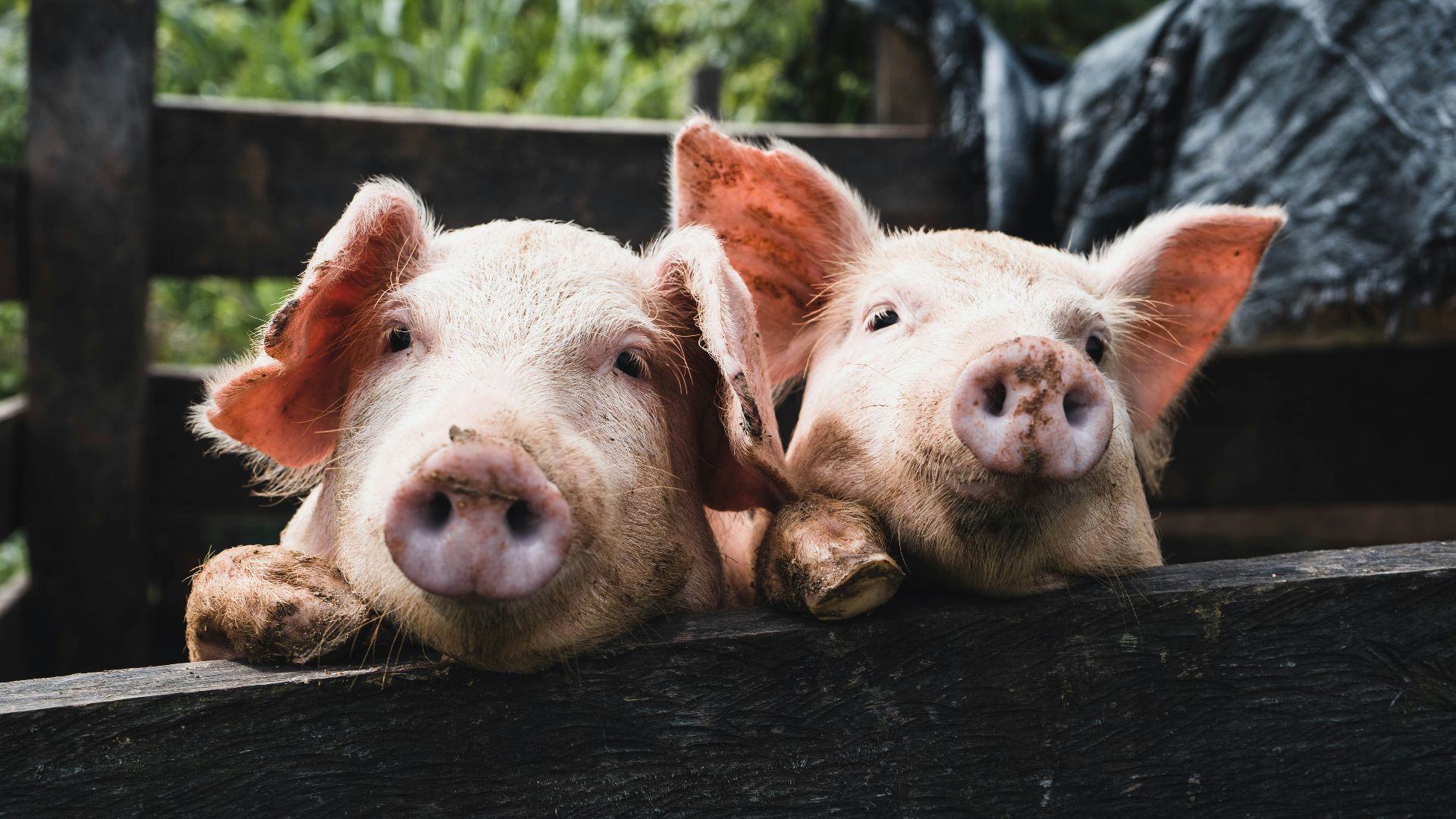 a couple of pigs that are laying down