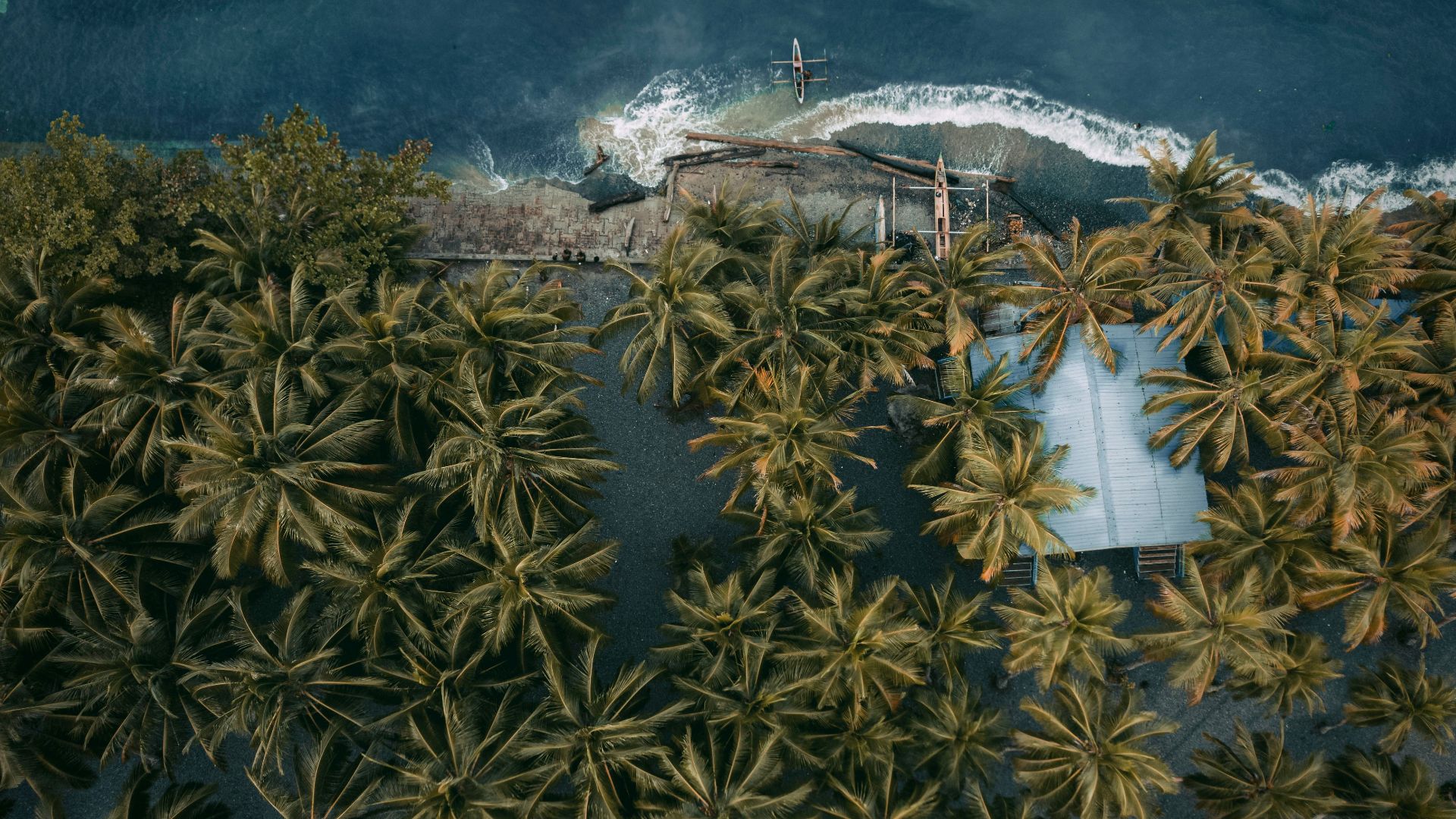 green palm tree near body of water