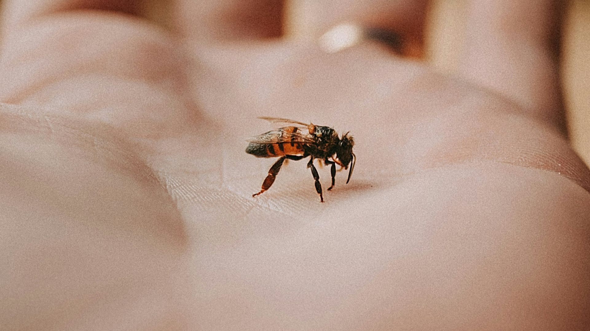 black and brown bee on human skin in close up photography during daytime