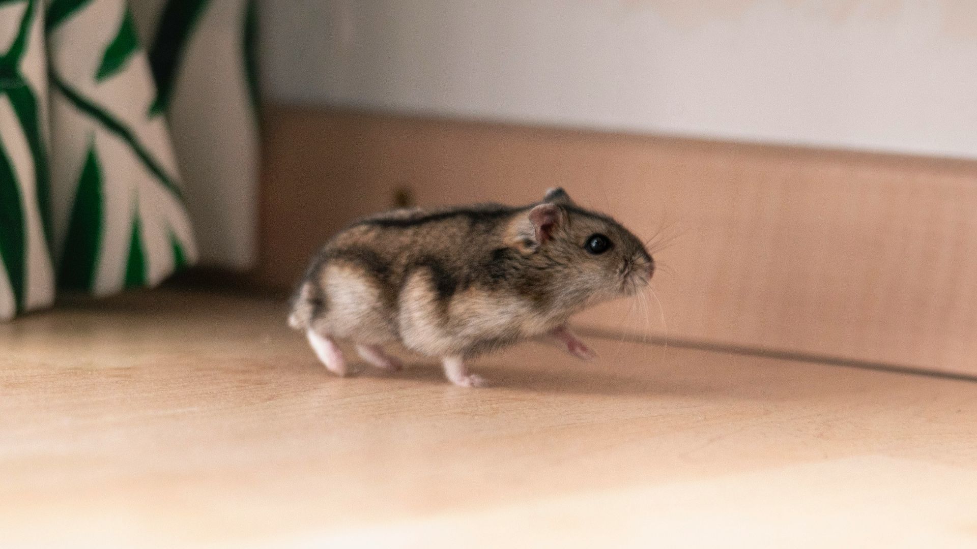hamster on wooden surface