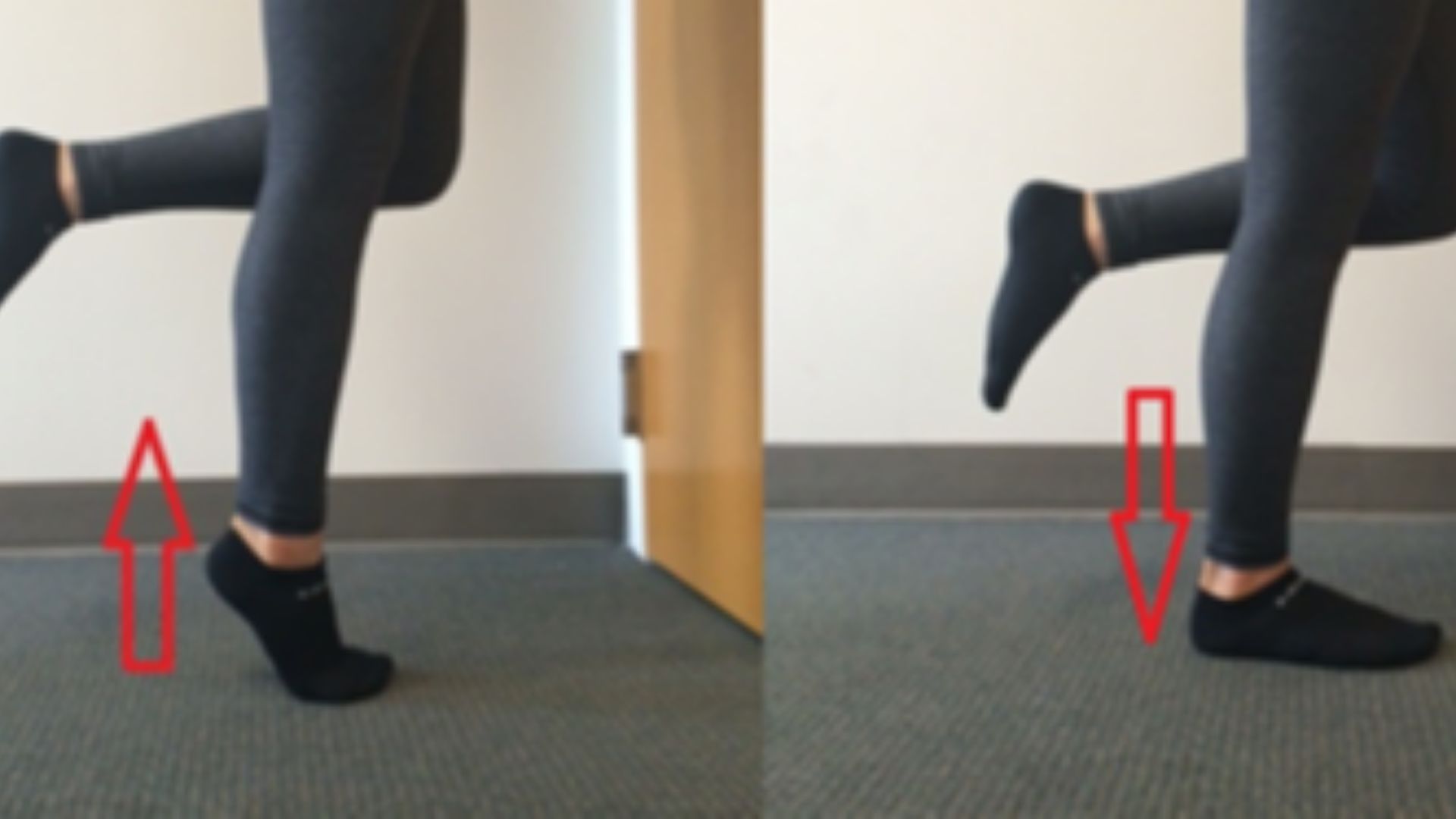 File:Eccentric Exercise.png