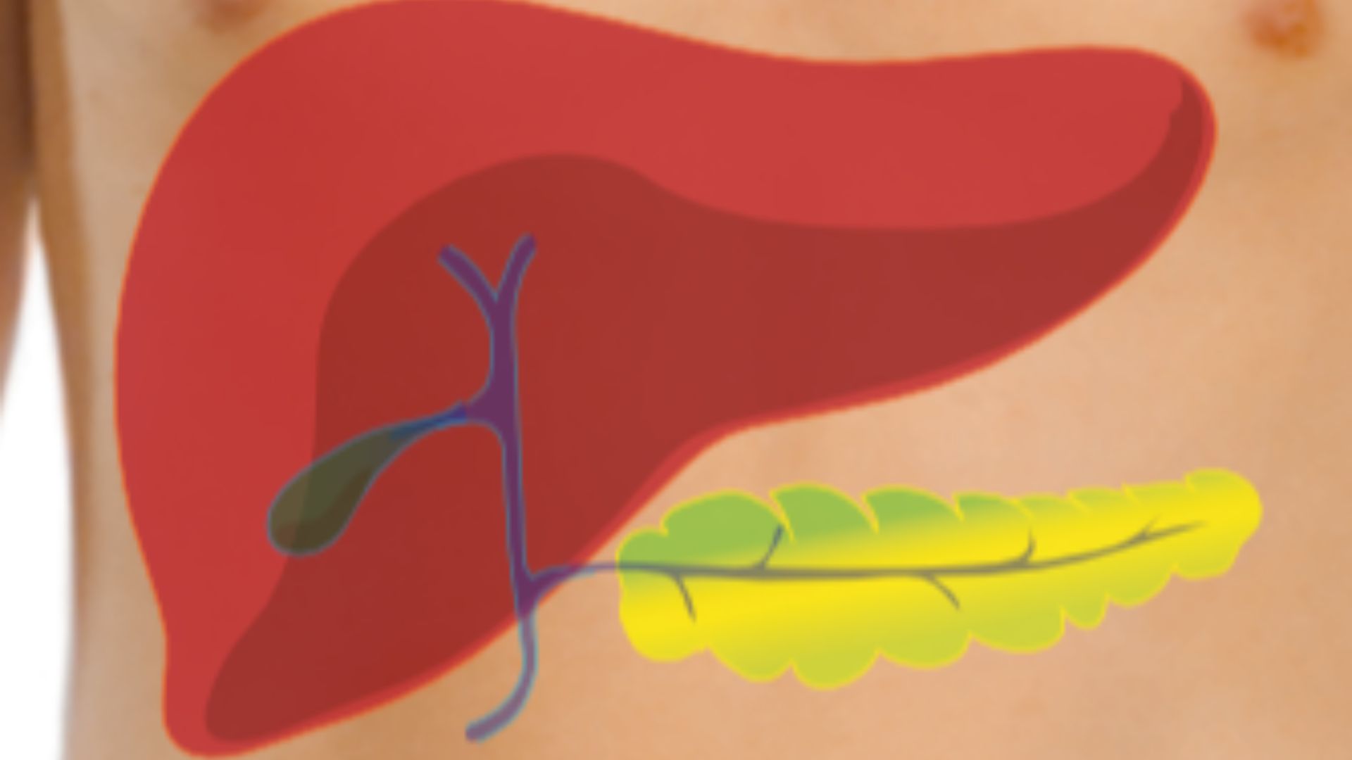 File:Liver and pancreas - transparent.png