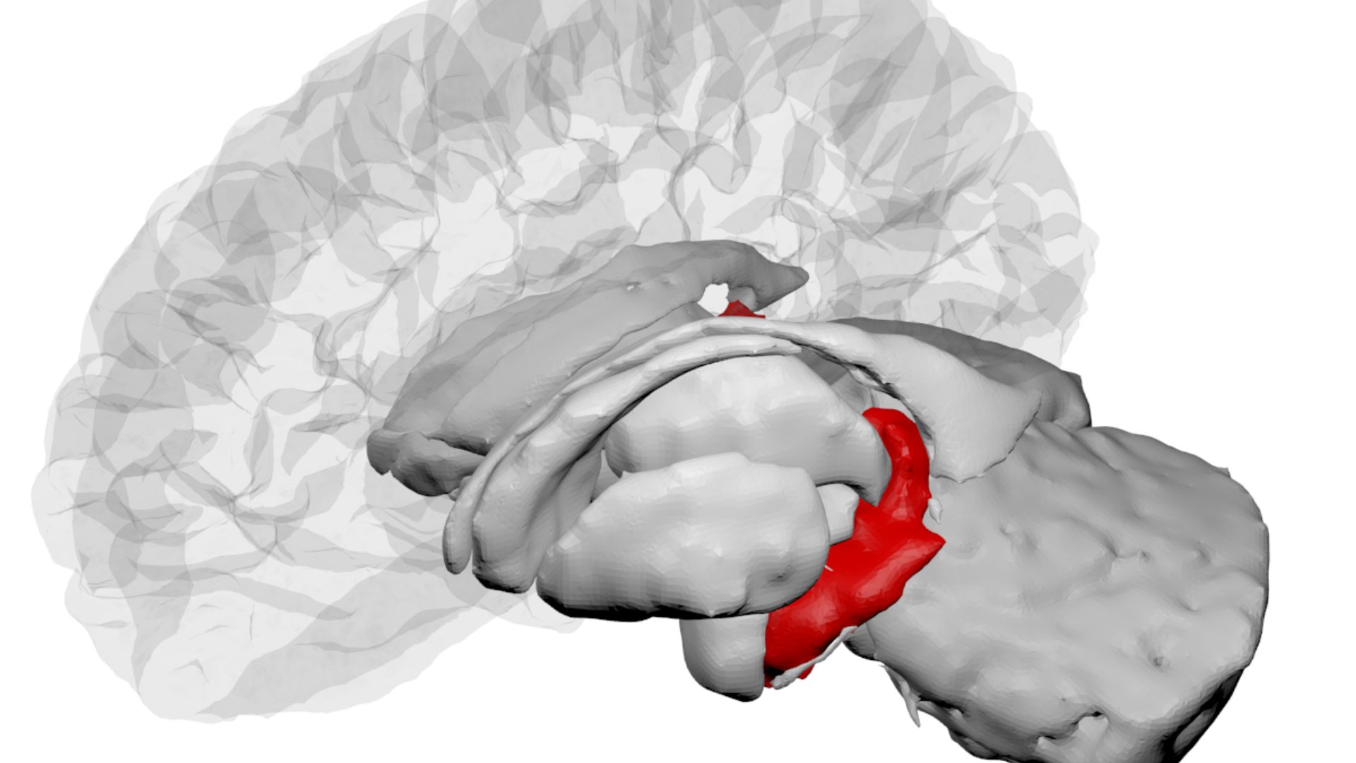 File:Hippocampus - DK ATLAS.png