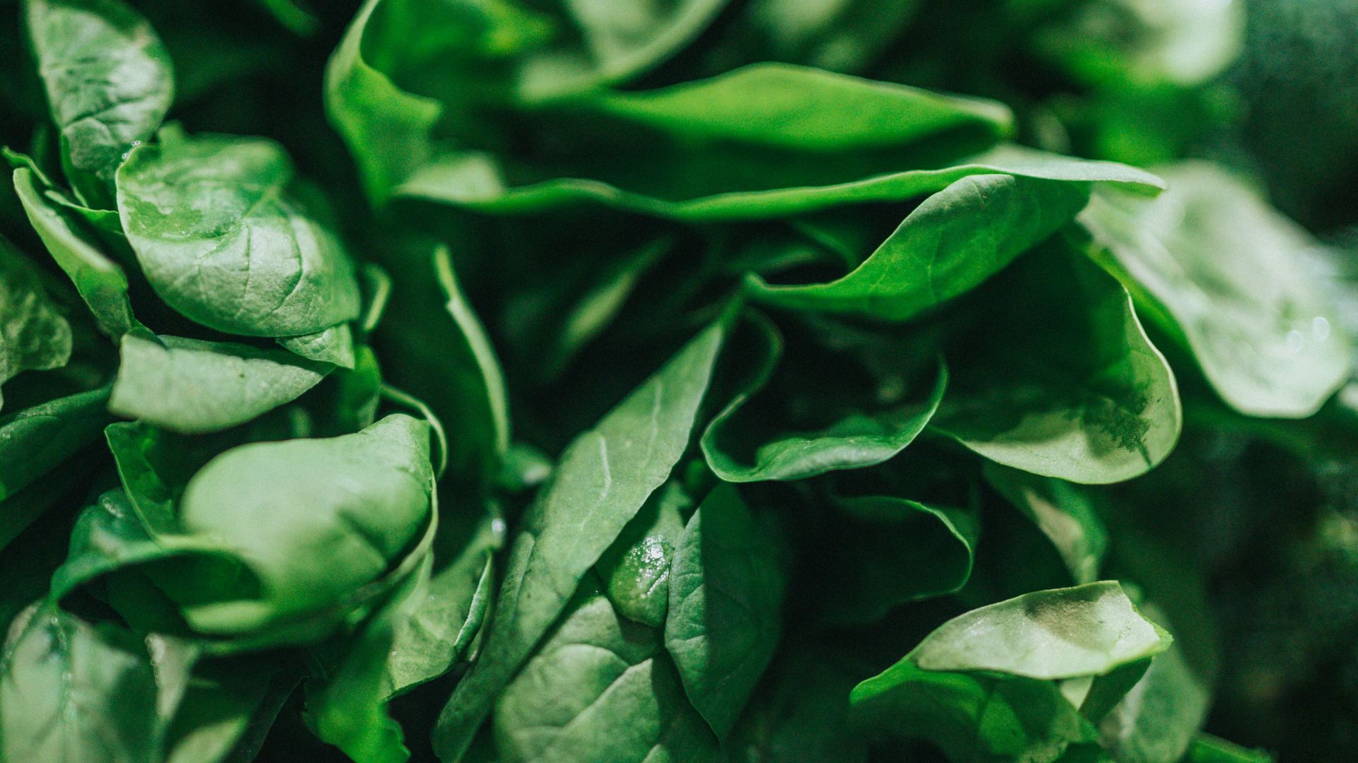 green leafy vegetable