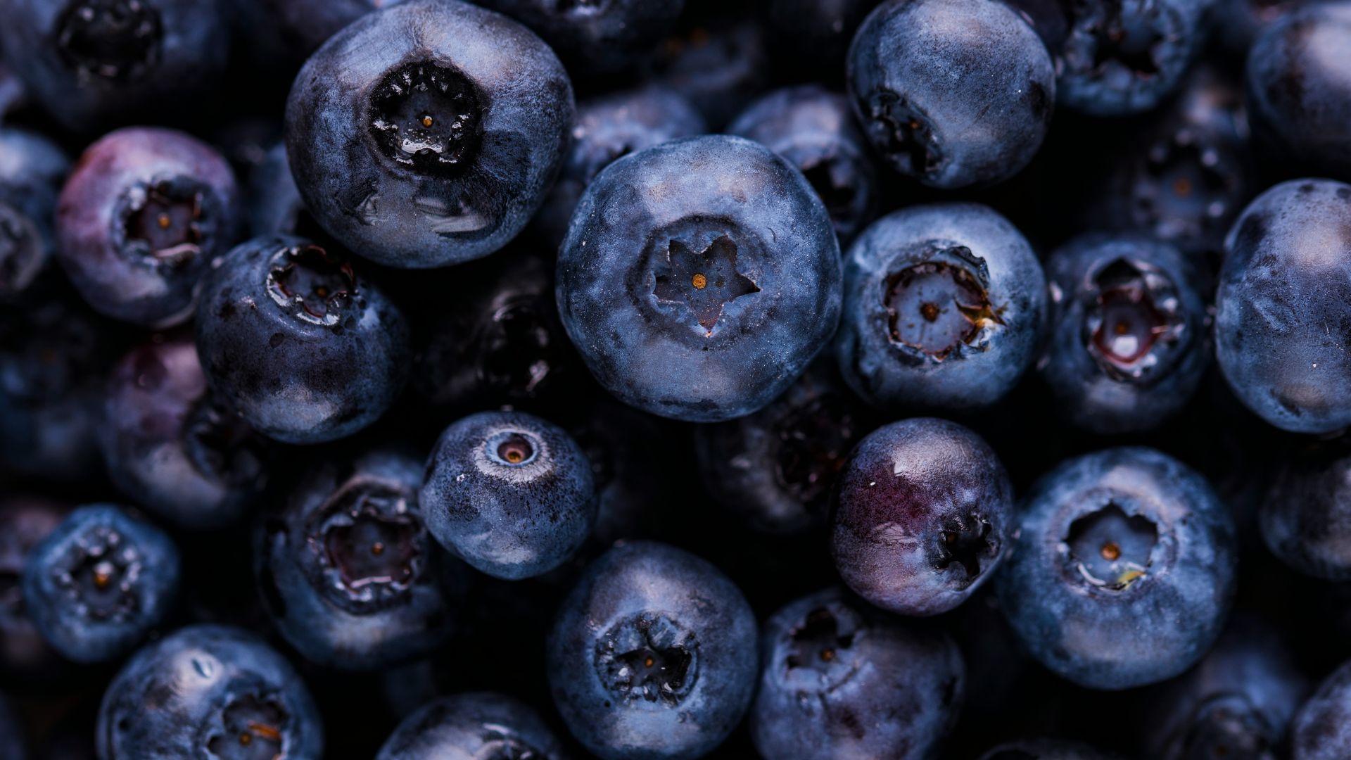 blueberry fruits