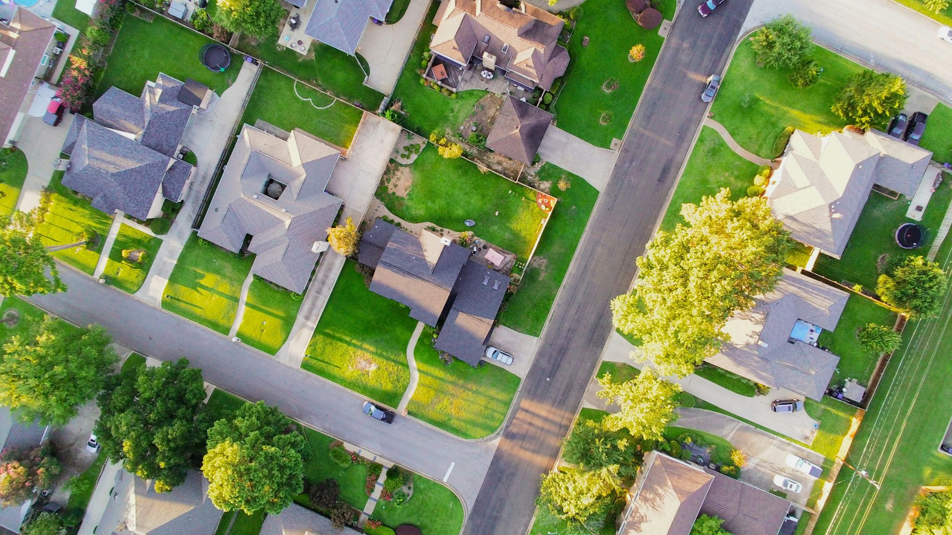 aerial view of green trees and white flowers