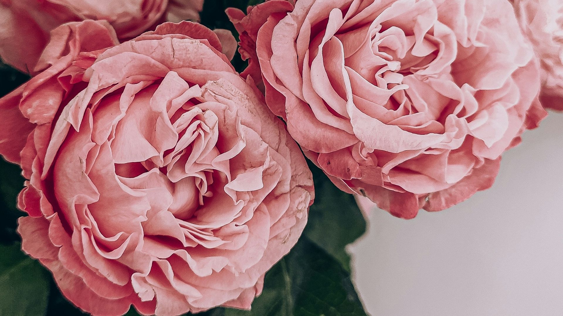 pink roses in close up photography