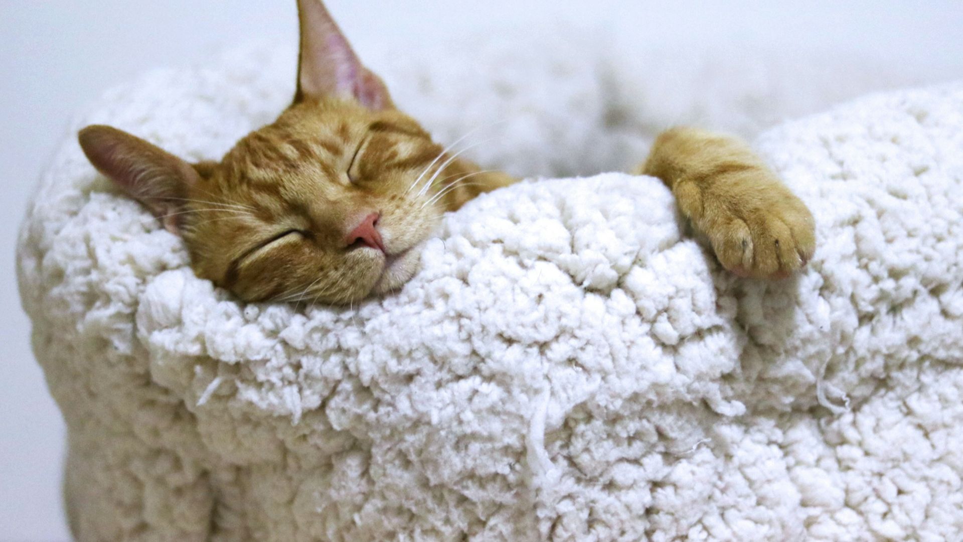 orange tabby cat sleeping on white pet bed