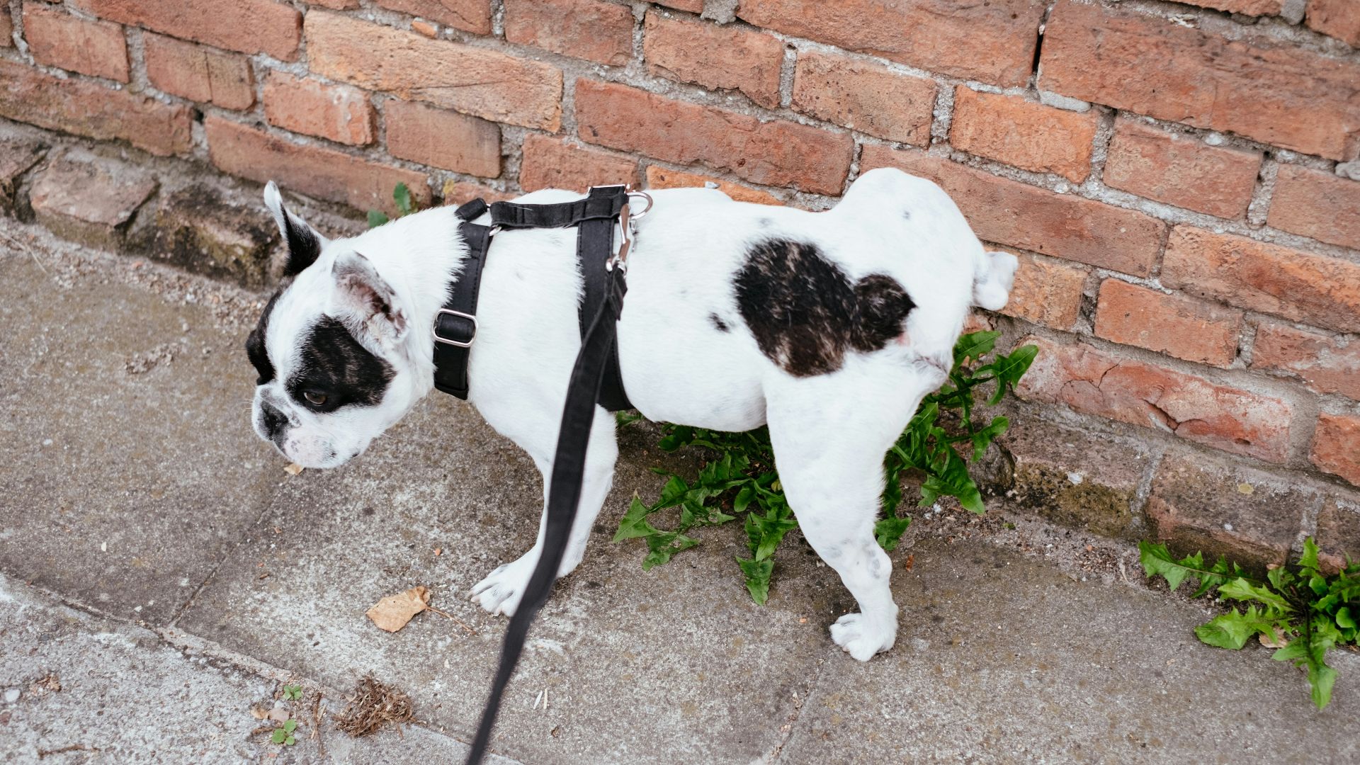 white and black short coated dog