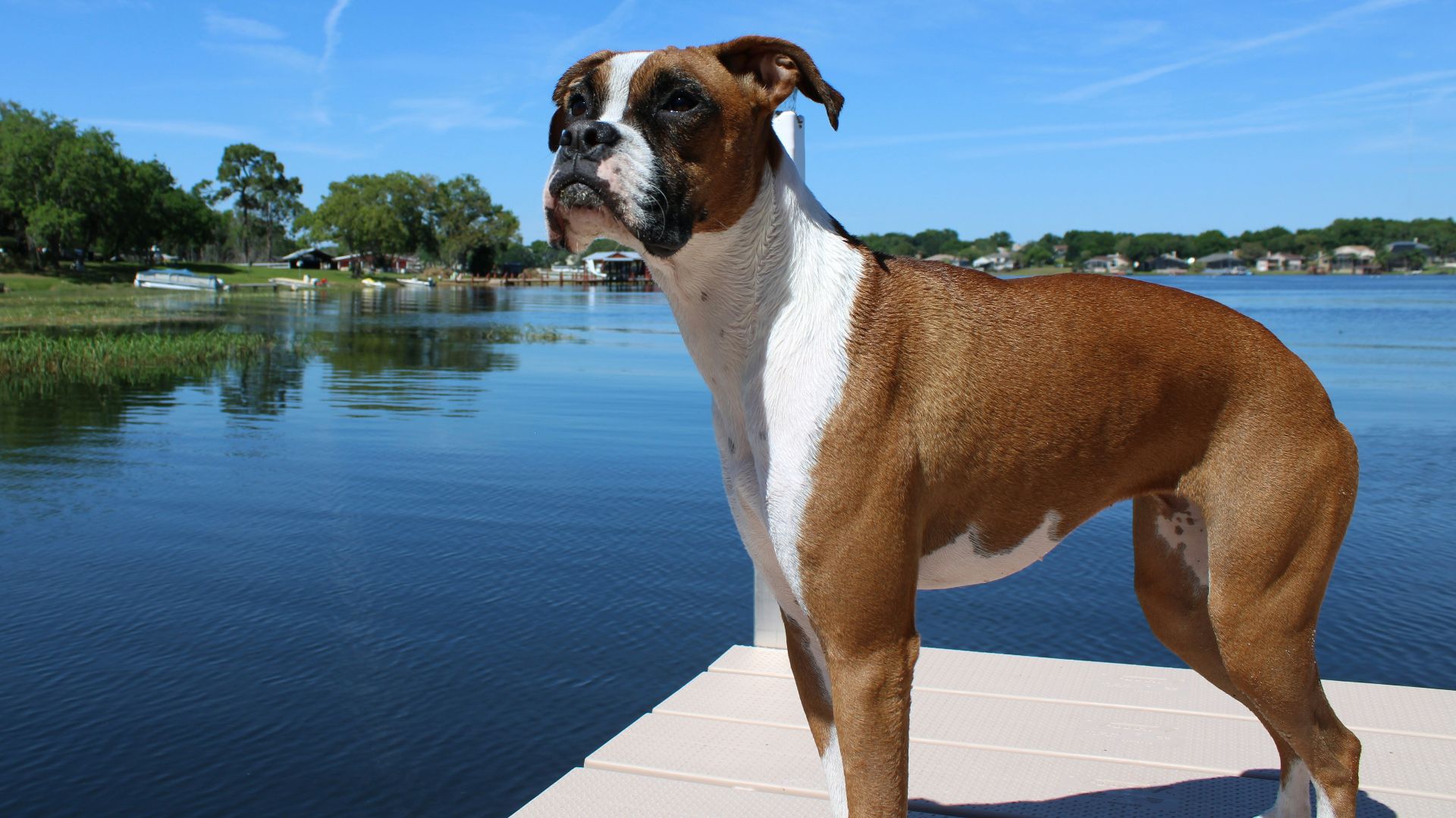 brown and white short coated dog standing on dock during daytime