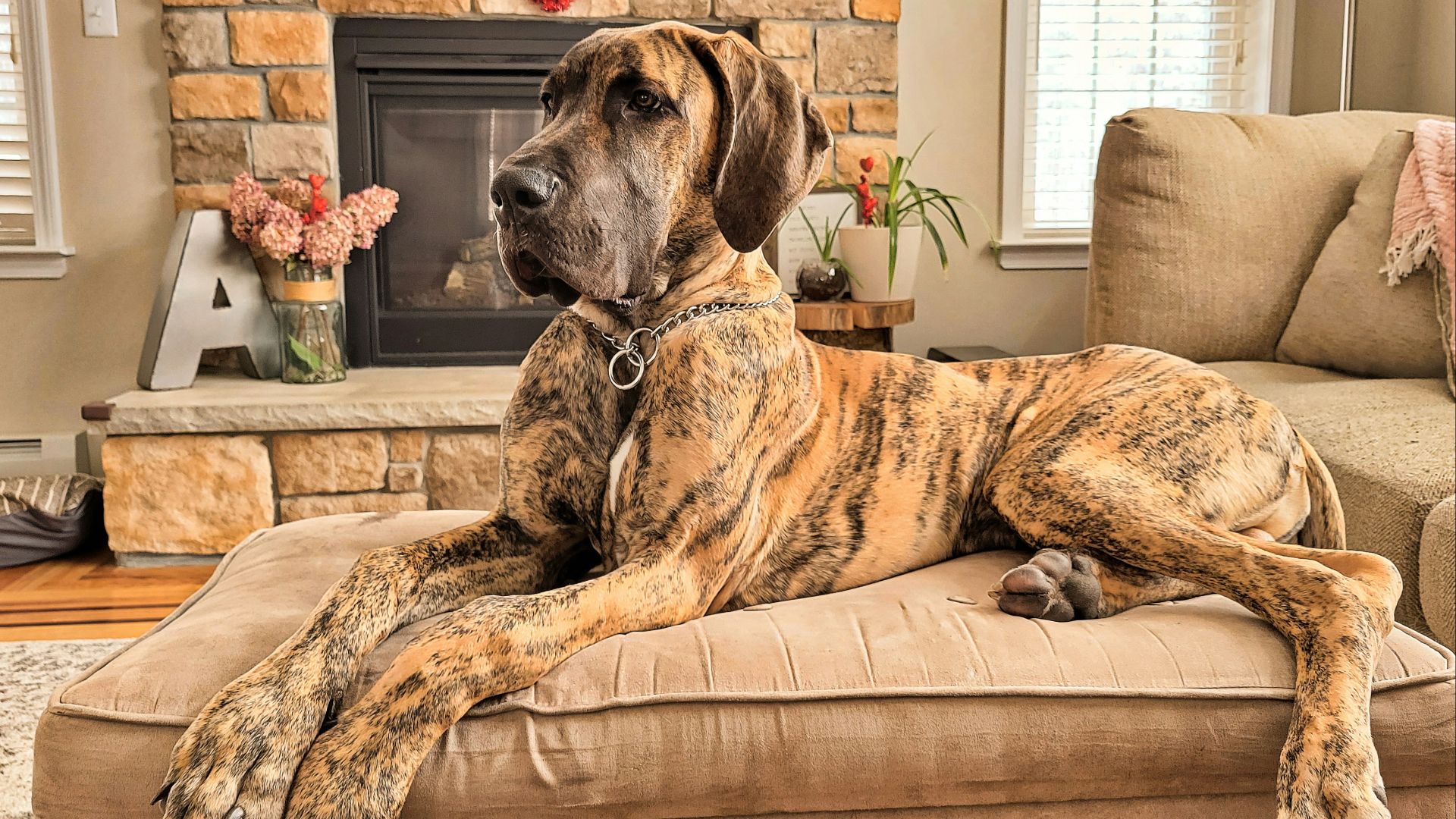 a large brown dog laying on top of a couch