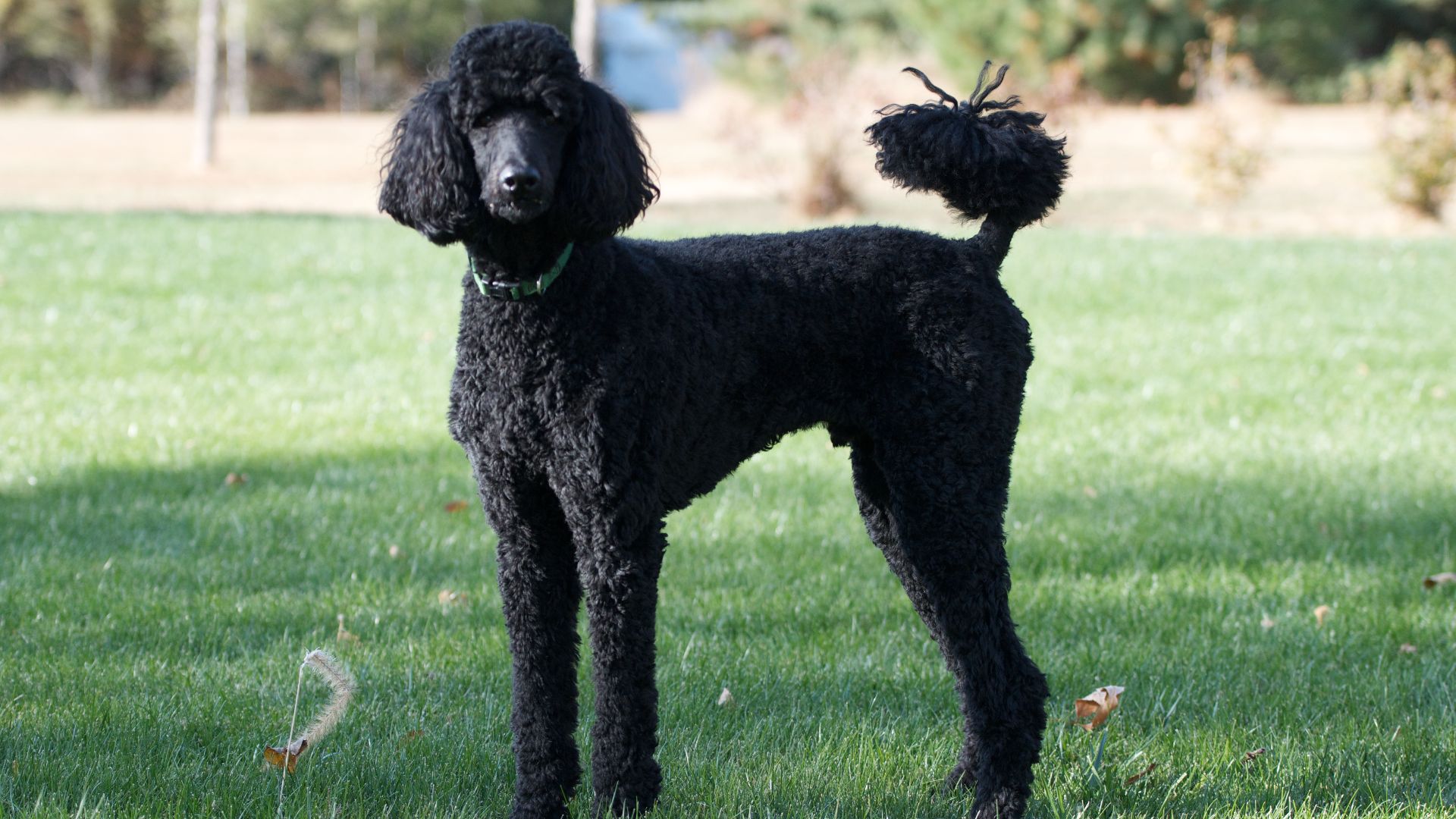 File:Full attention (8067543690).jpg