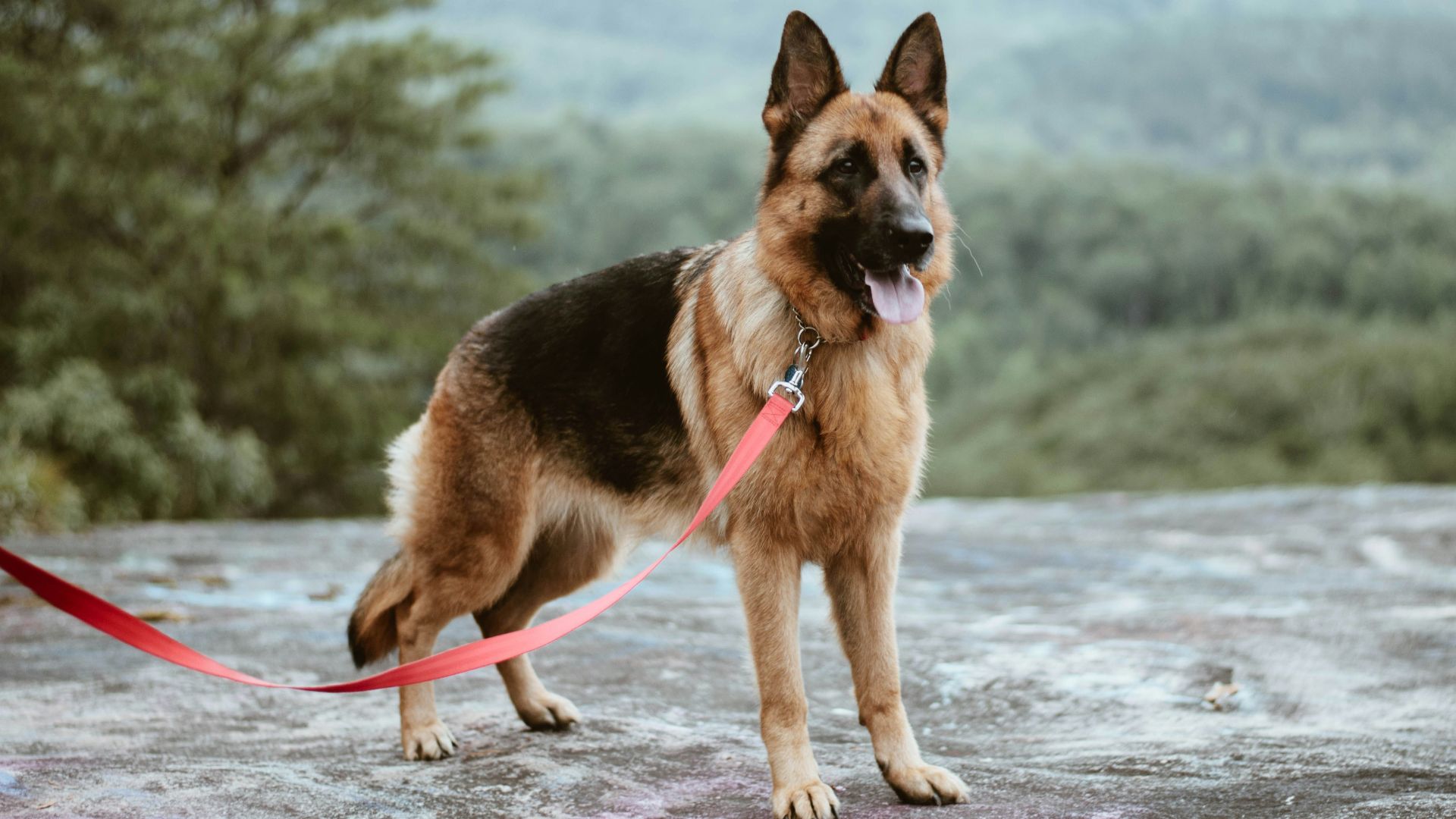 standing tan and black German shepherd dog
