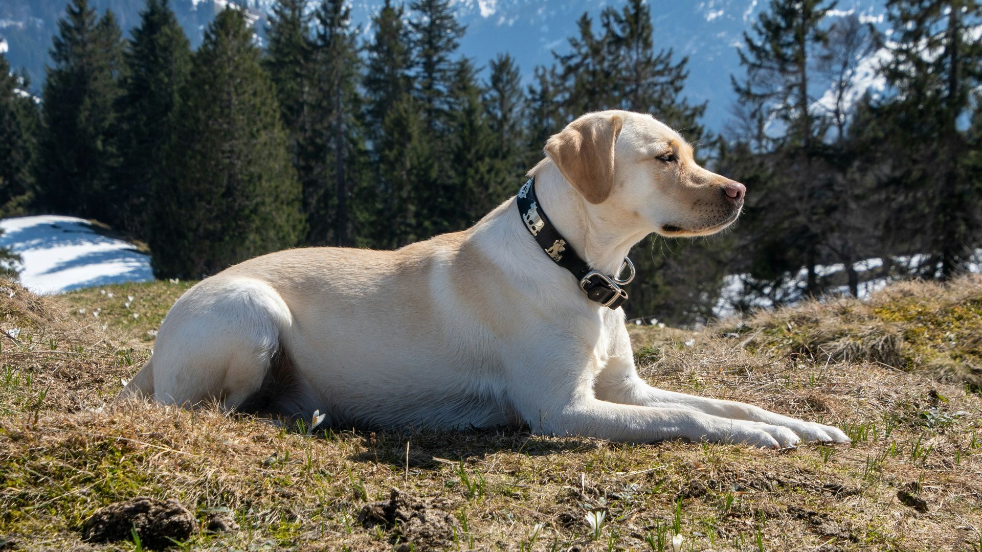 yellow labrador retriever lying on green grass field during daytime