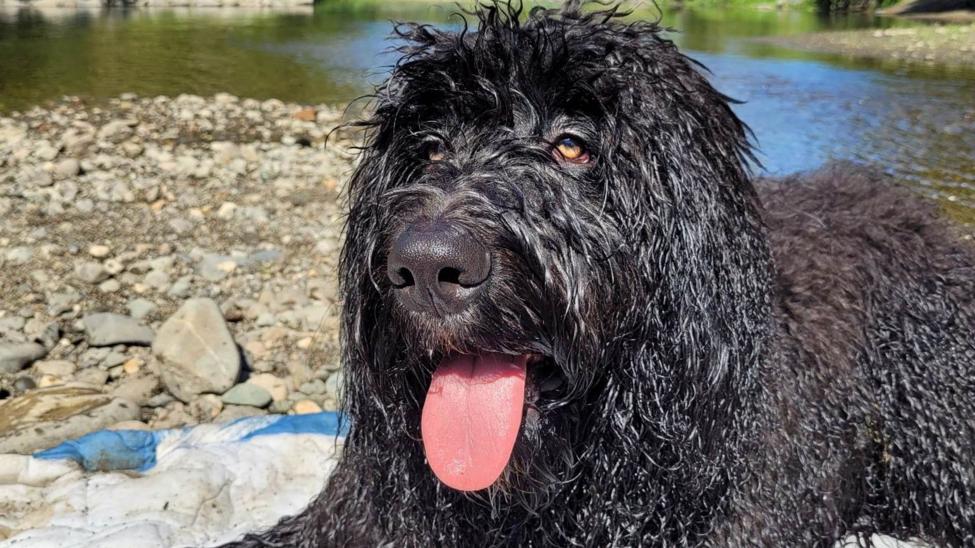 File:Bernedoodle de taille standard.jpg