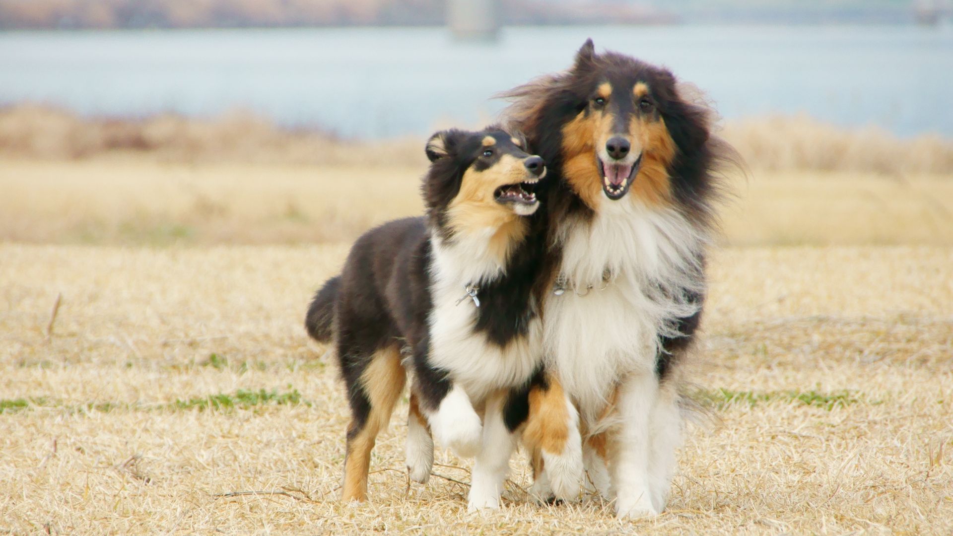 File:Rough Collie japan02.jpg