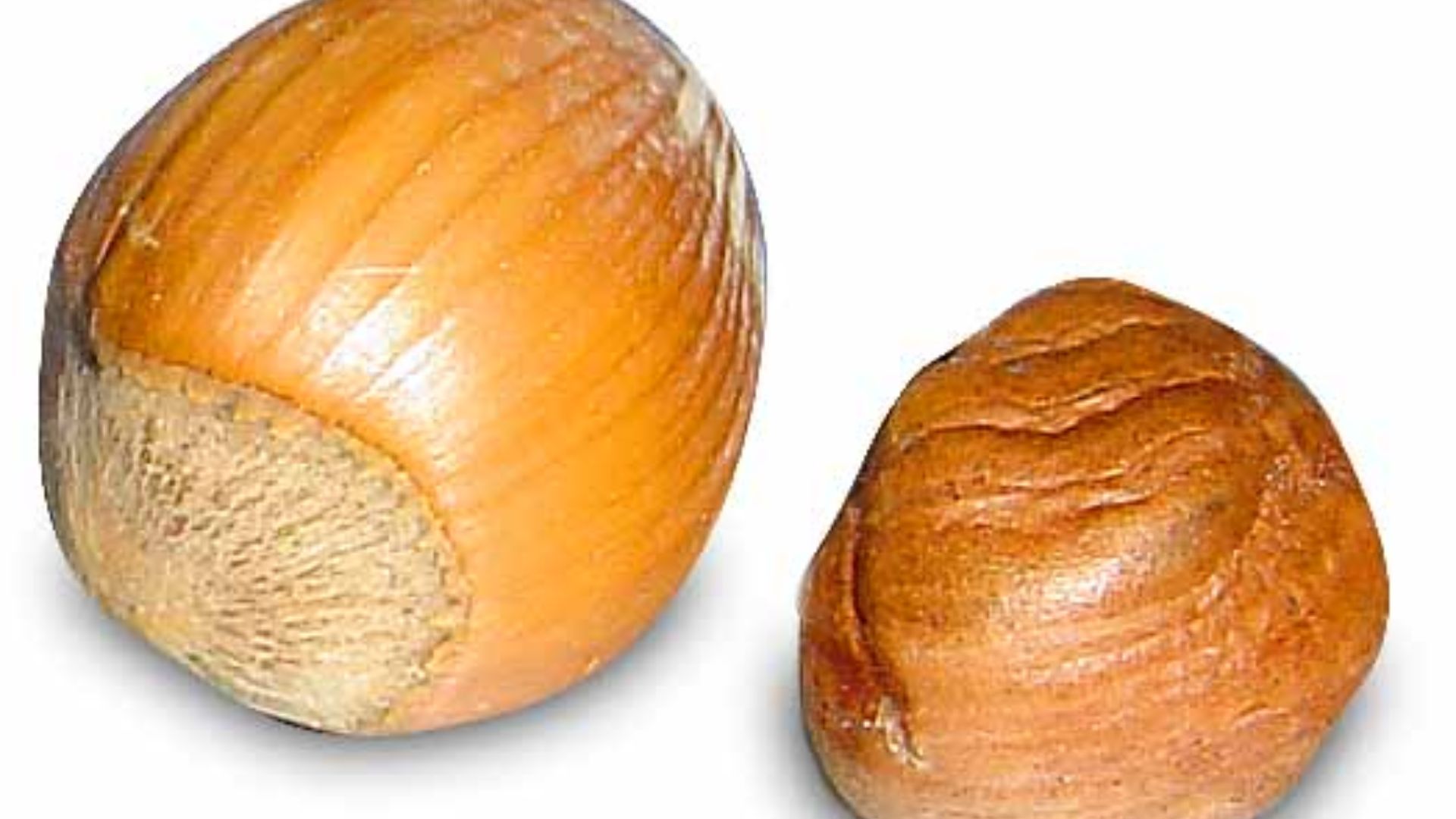 File:Haselnuss Gr 99.jpg