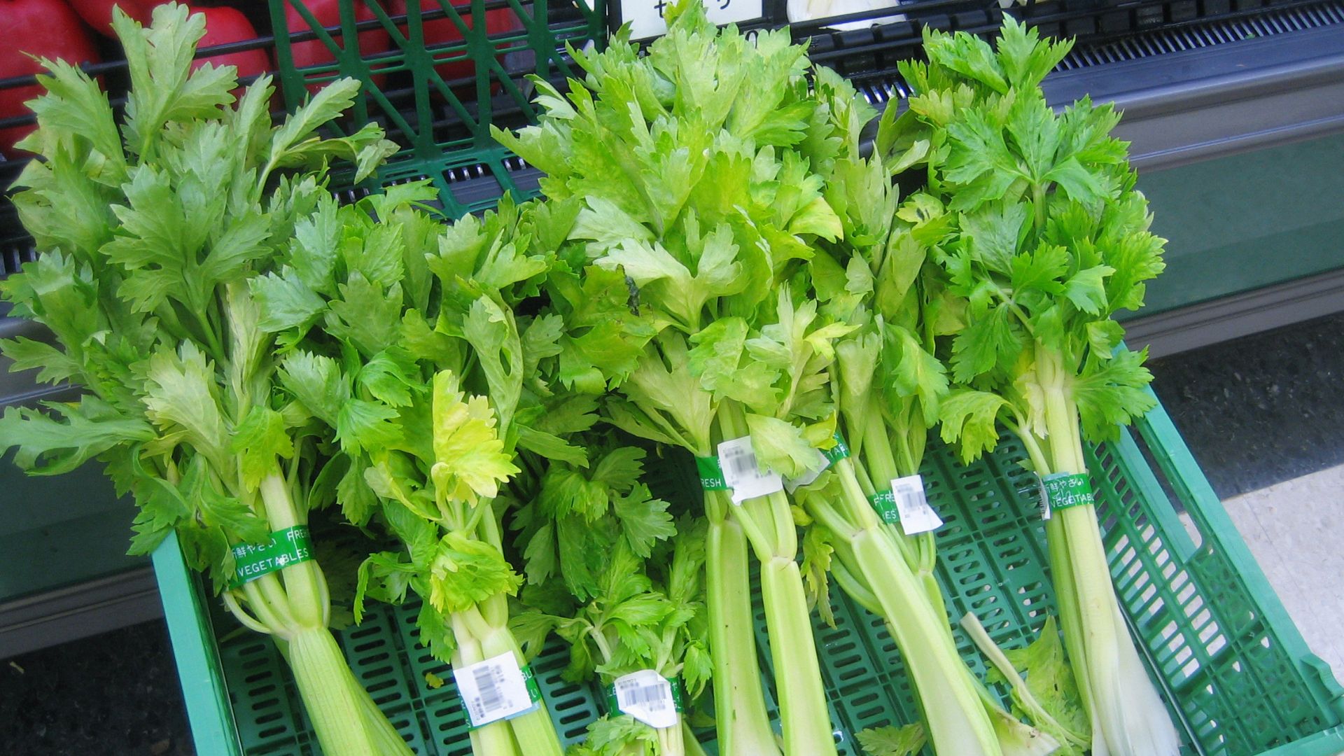 File:Celery 1.jpg