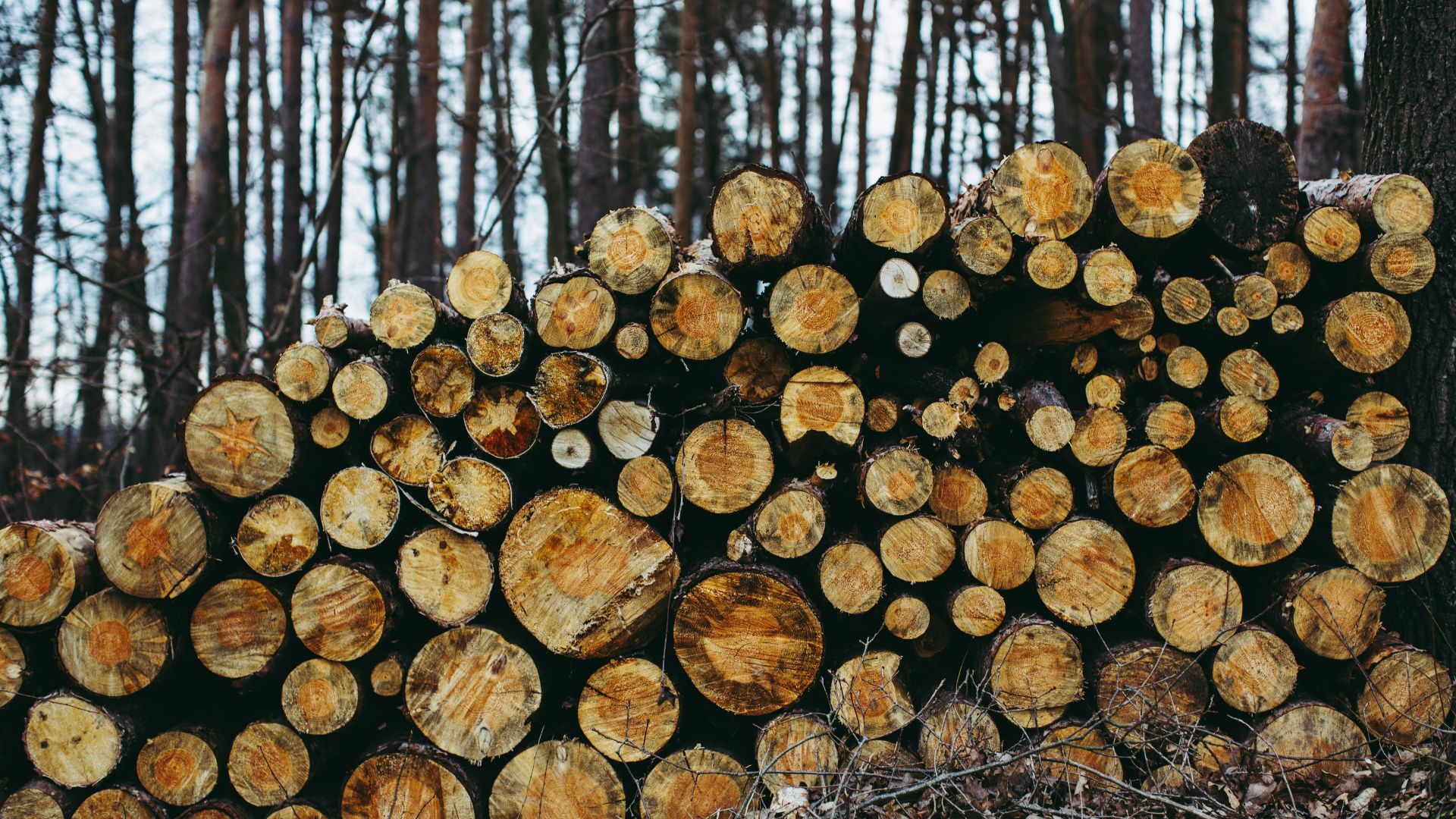 brown tree logs on forest during daytime