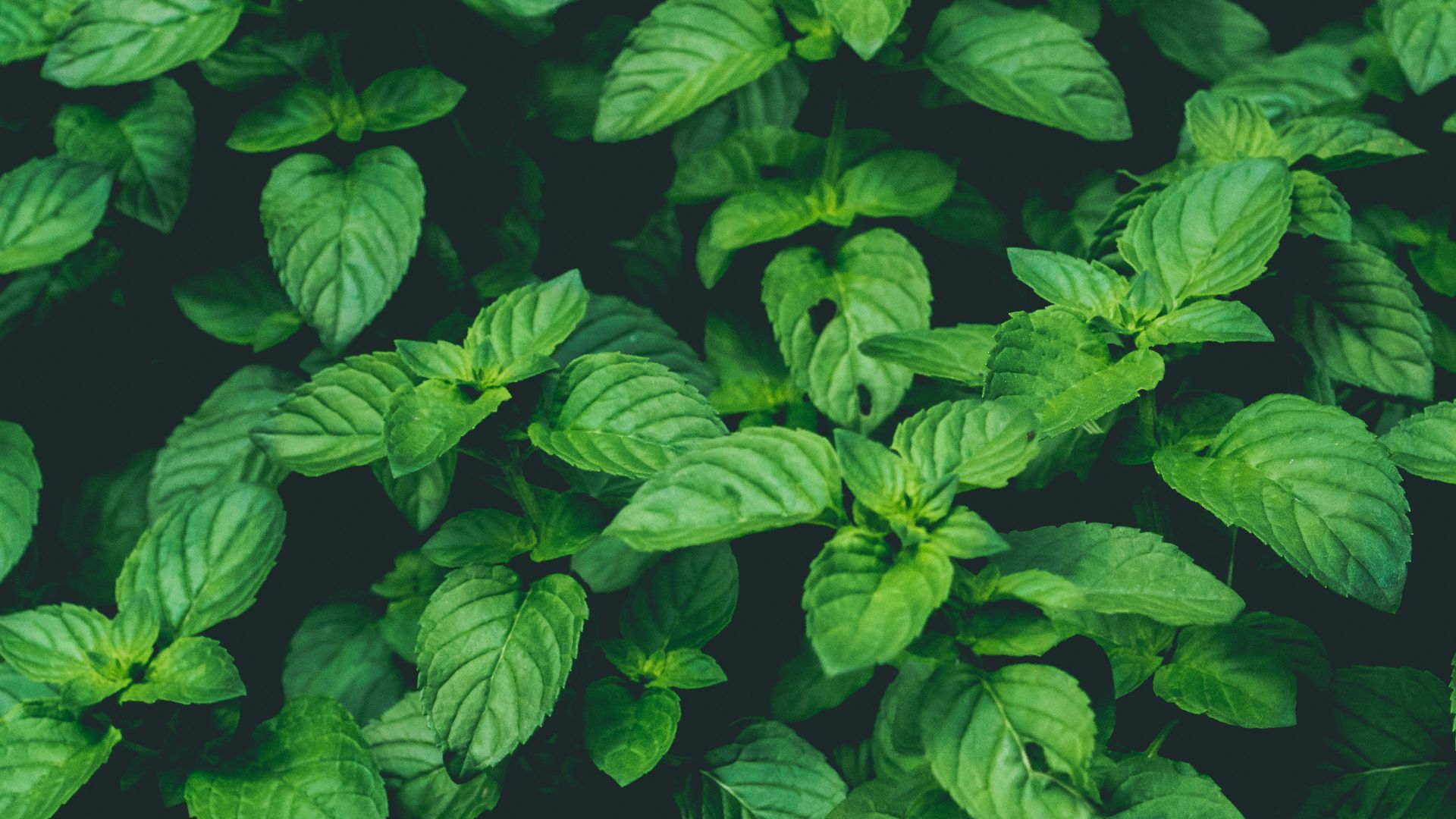 shallow focus photography of green plant