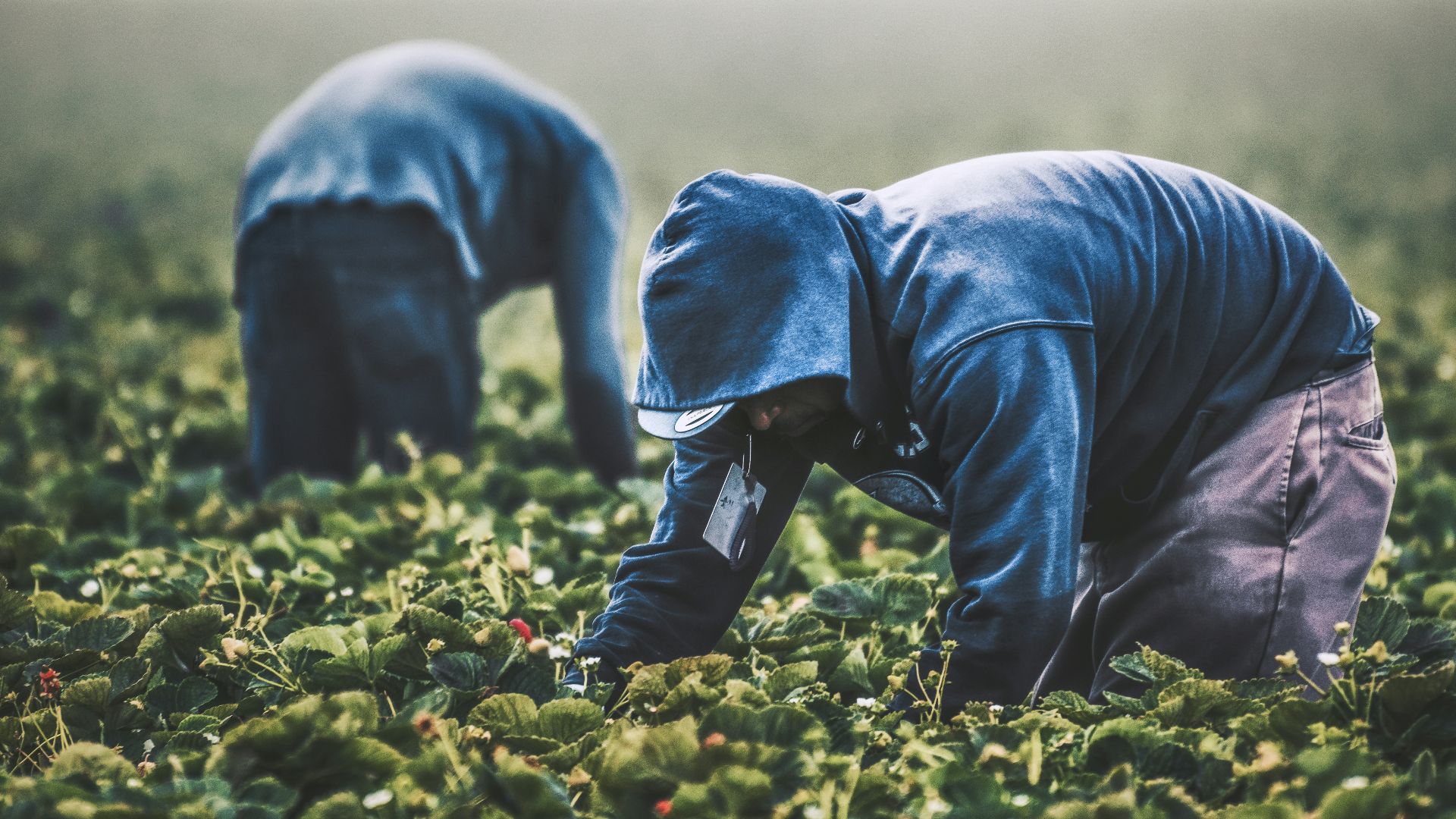 man in gray hoodie and blue denim jeans kneeling on green grass field during daytime